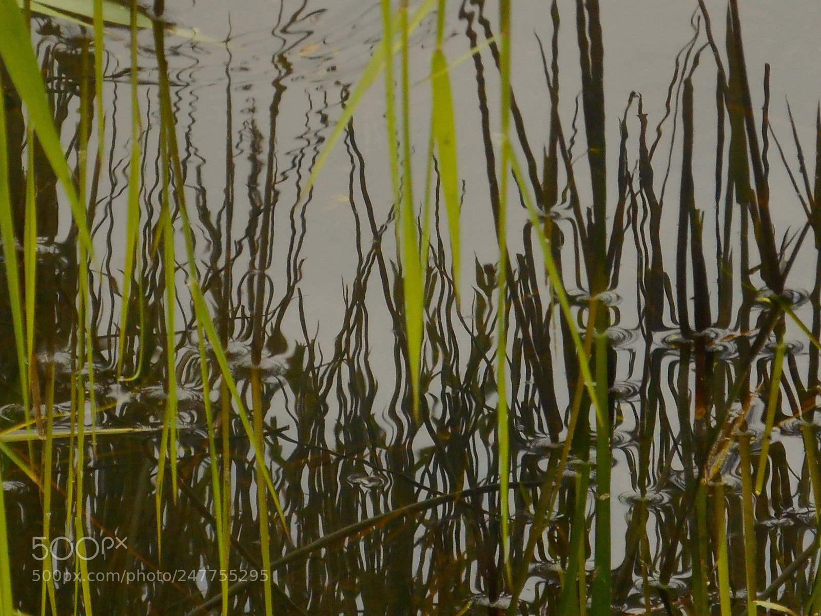 Nikon COOLPIX S3400 sample photo. Reeds ripples and reflections photography