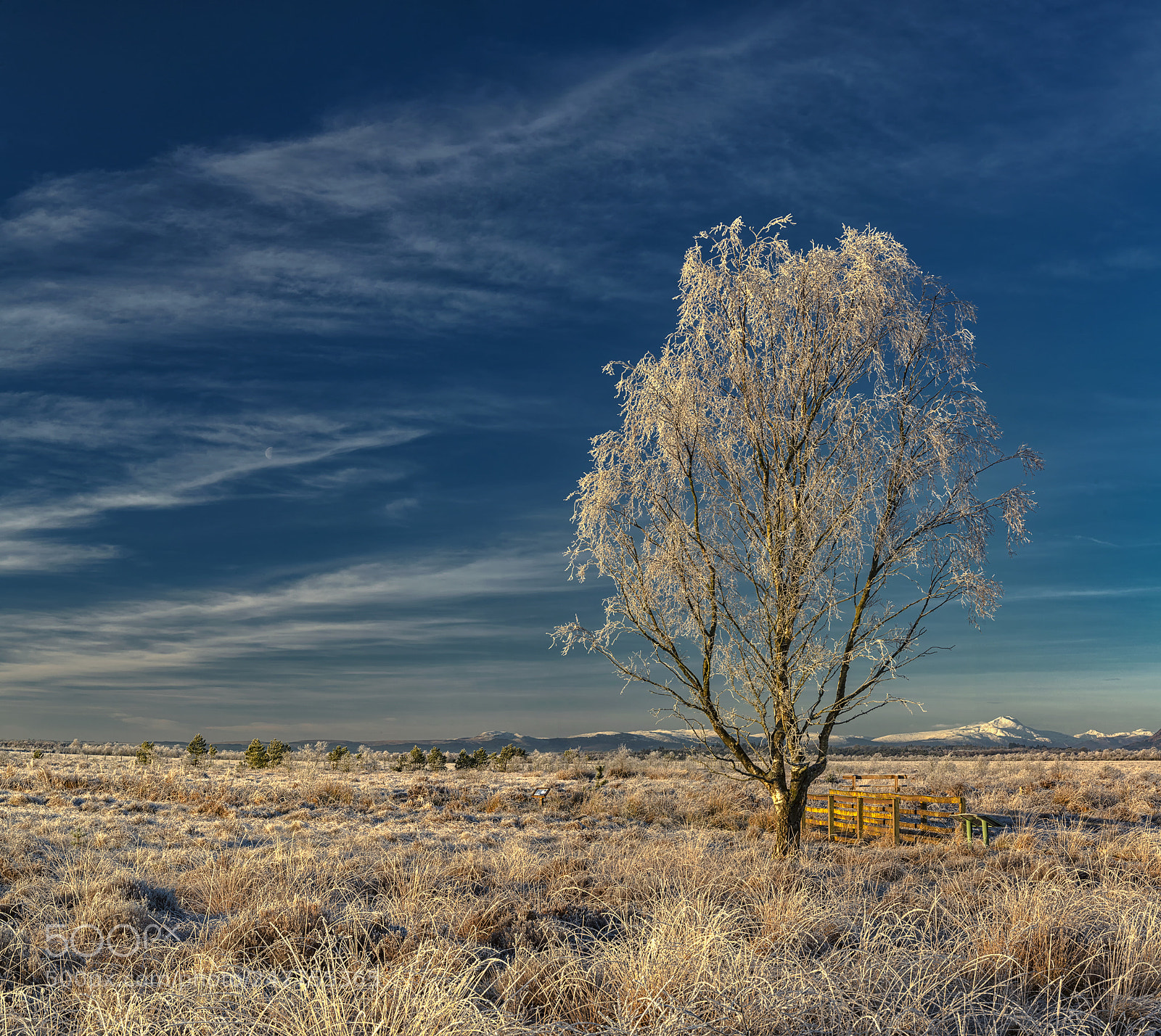 Nikon D800 sample photo. Frosted birch, flanders moss photography