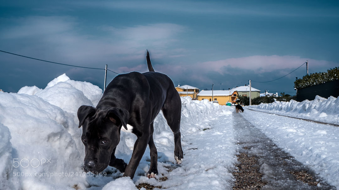 Fujifilm X-T20 sample photo. Bonnie photography