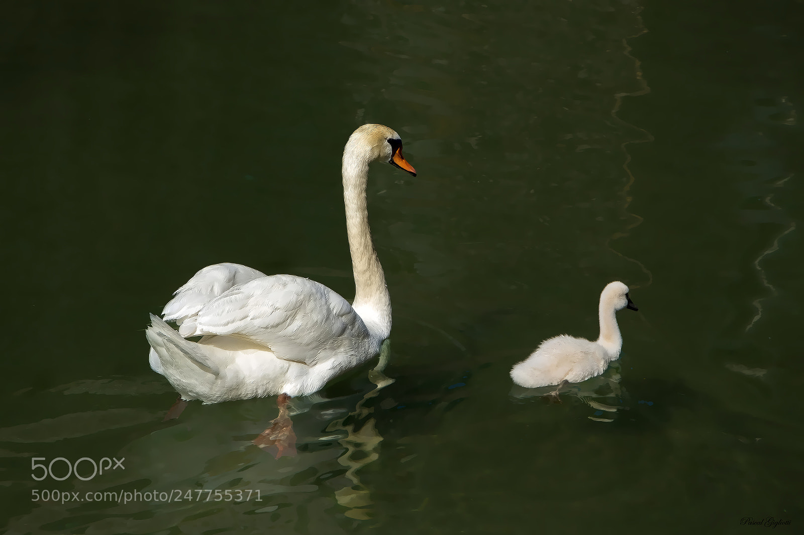 Canon EOS 700D (EOS Rebel T5i / EOS Kiss X7i) sample photo. White purity photography