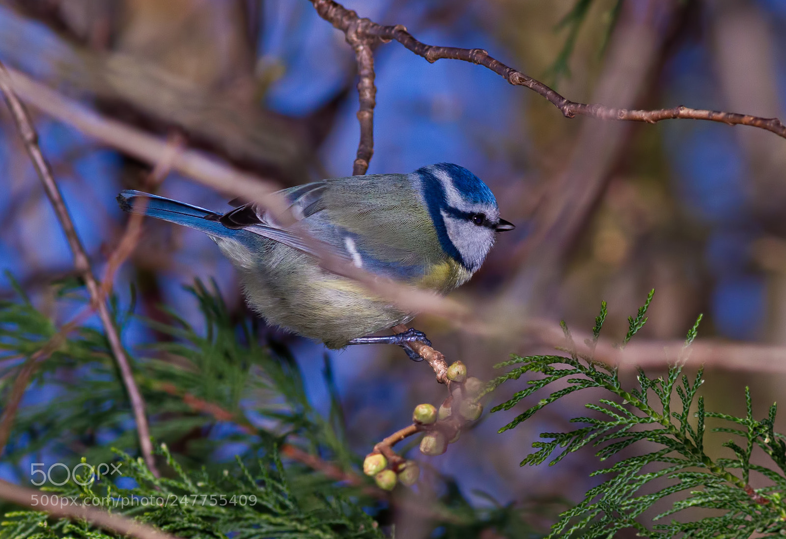 Canon EOS 7D sample photo. Blue tit photography