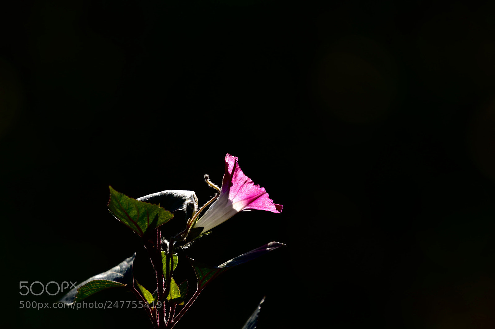 Nikon D7200 sample photo. Flower photography