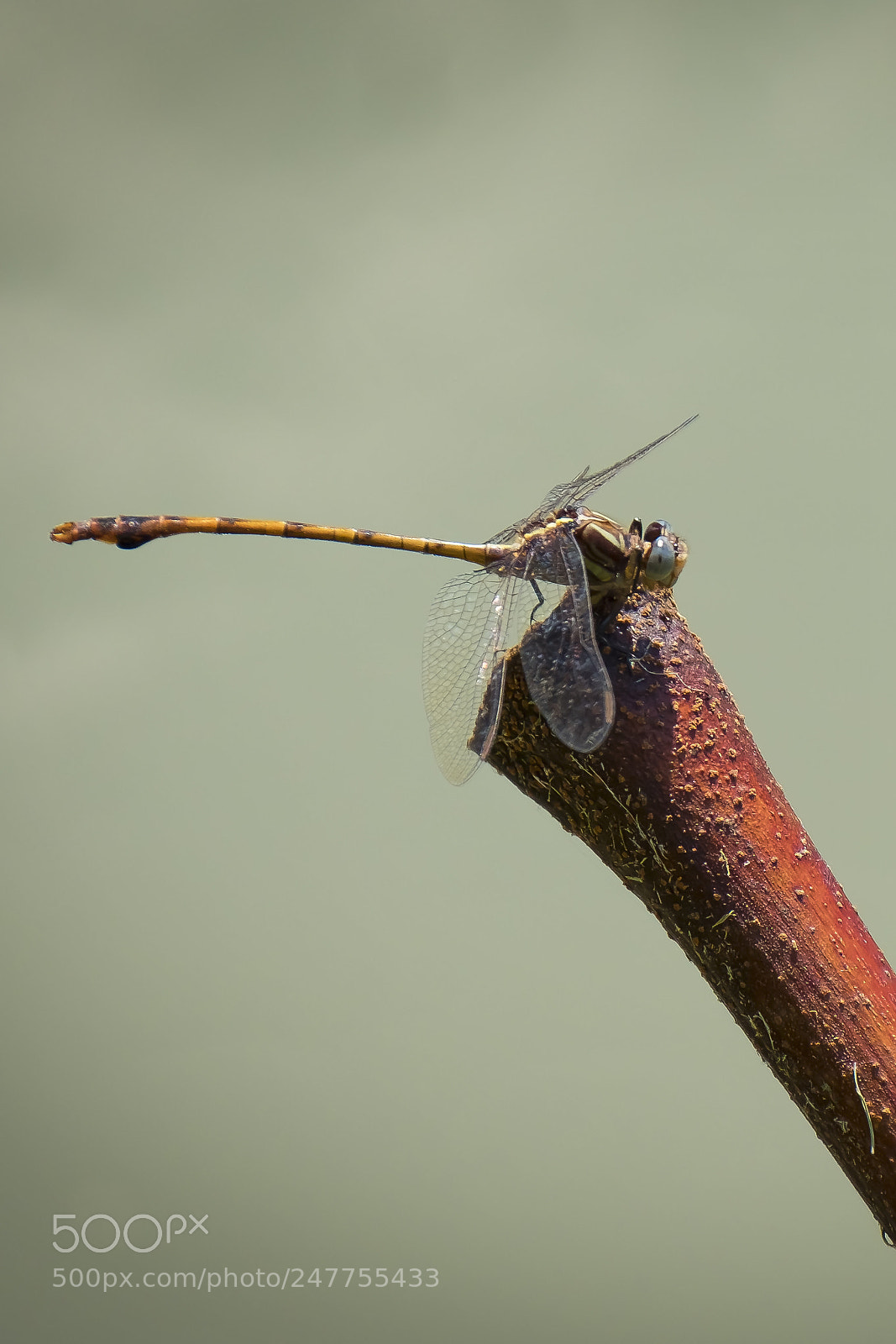 Fujifilm X-T2 sample photo. Dragonfly in the morning photography