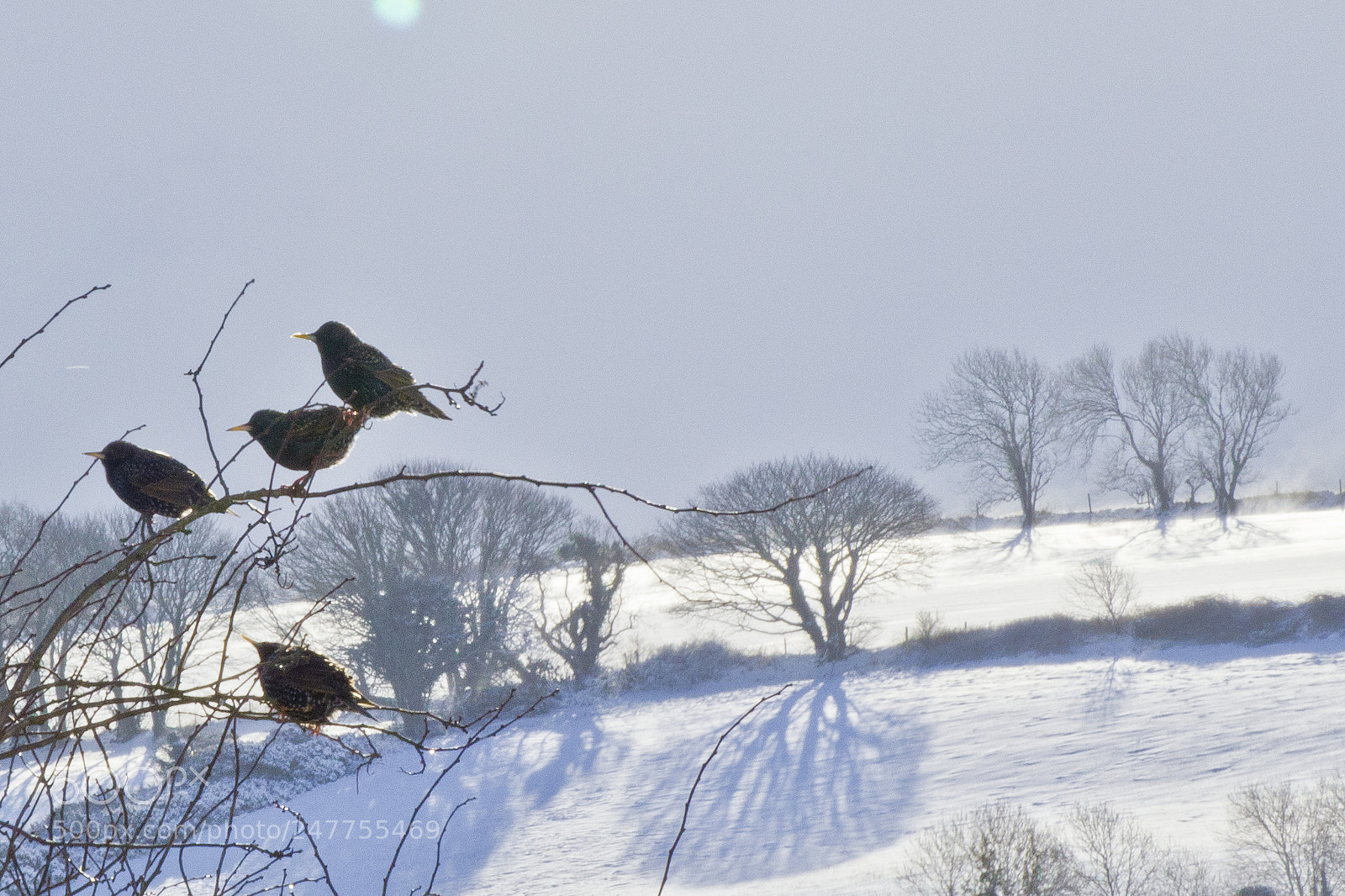 Canon EOS 550D (EOS Rebel T2i / EOS Kiss X4) sample photo. Snow starlings photography