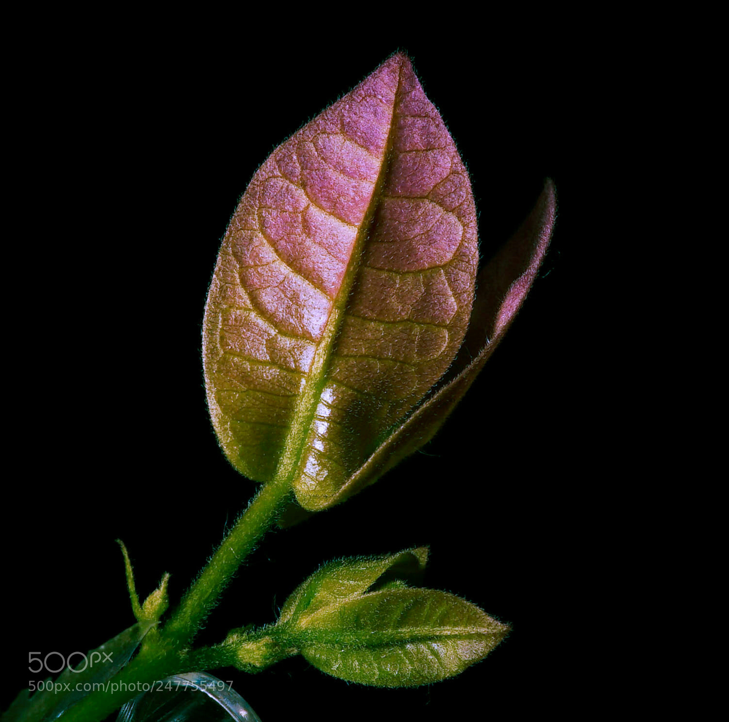 Sony a7S sample photo. Bougainville flower photography