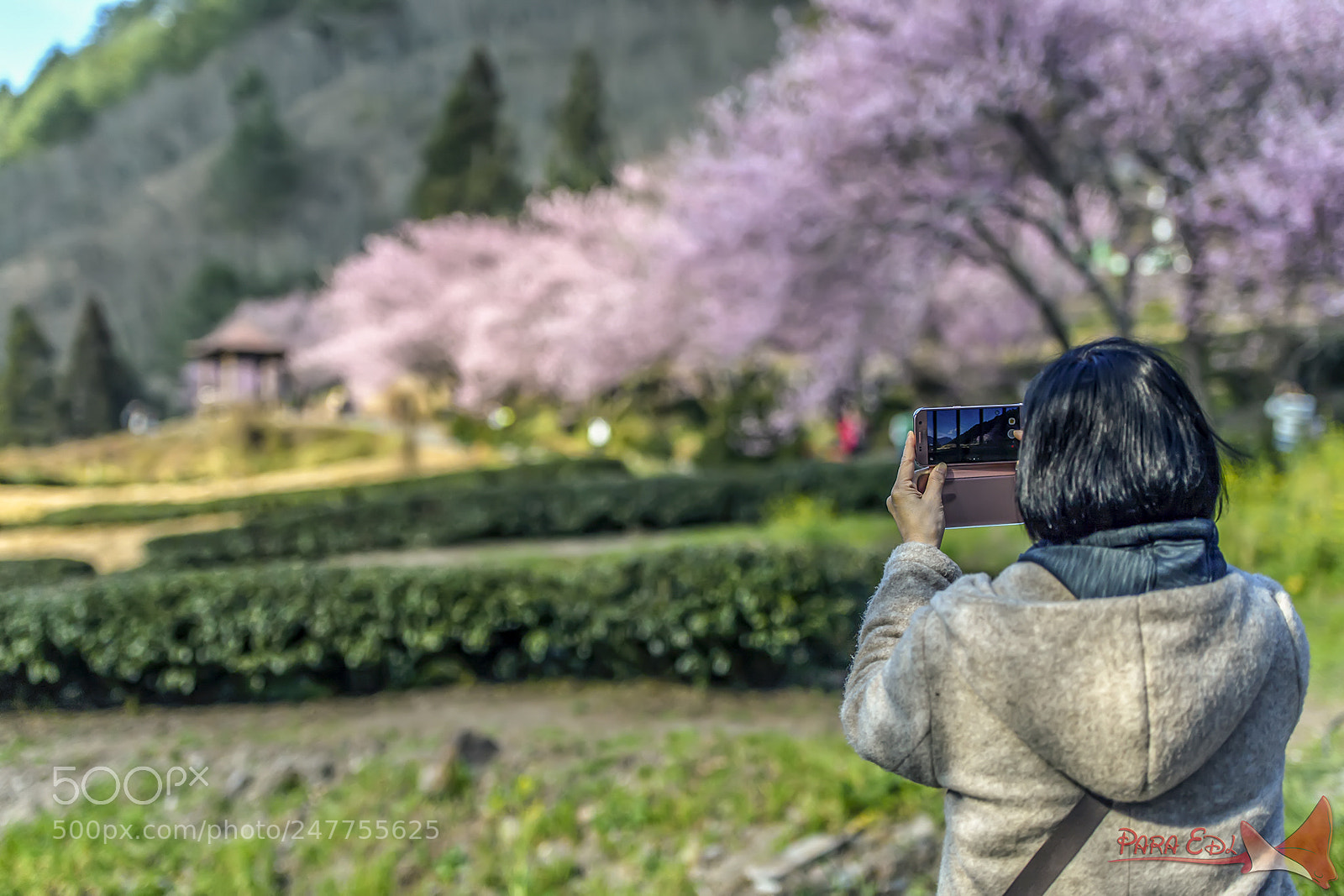 Nikon D5 sample photo. Wu-ling-farm photography