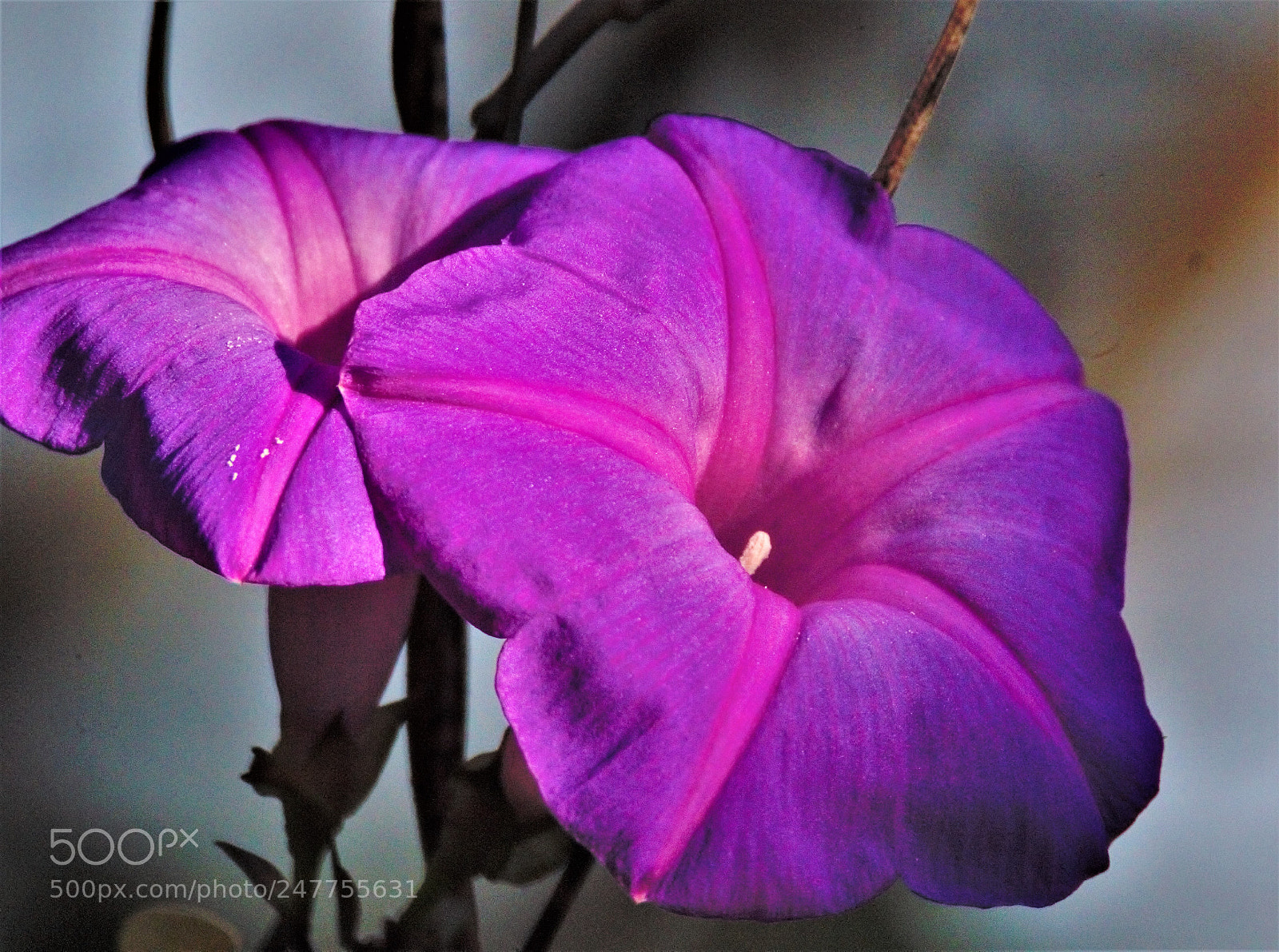 Canon EOS 60D sample photo. Purple bloom photography
