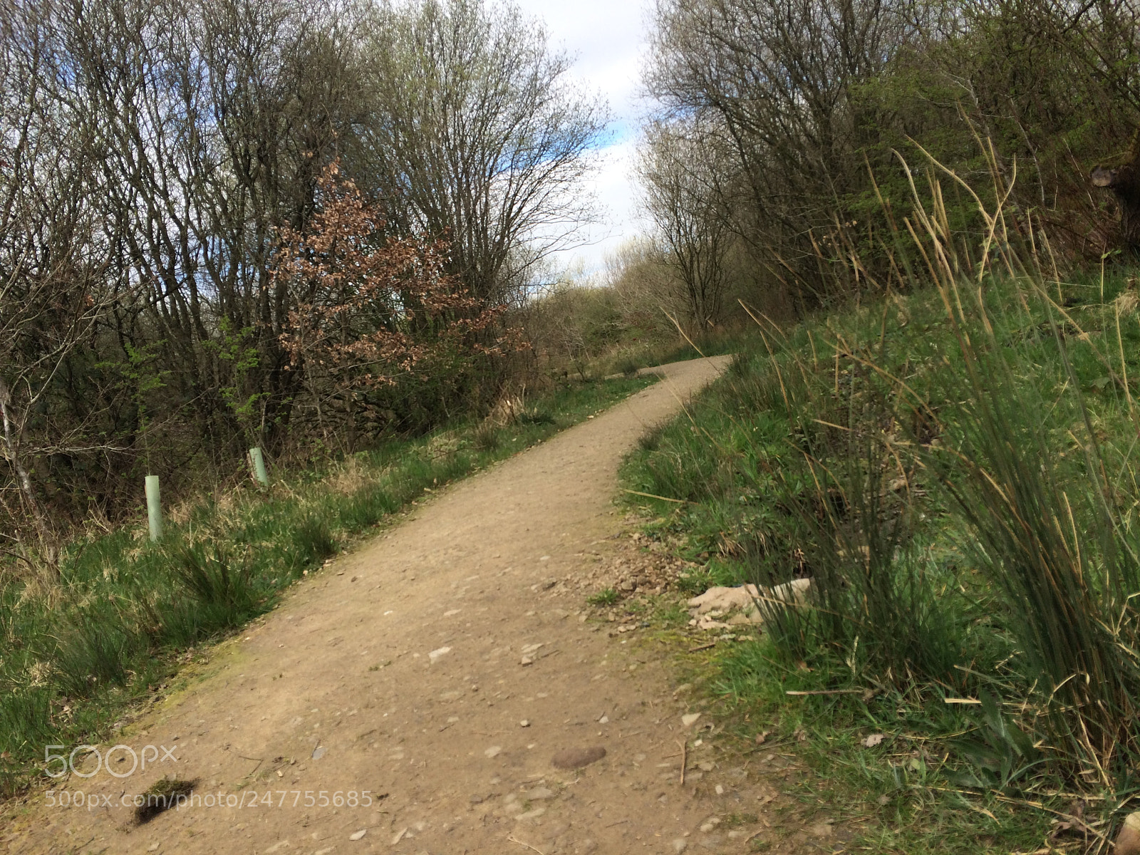 Apple iPhone 5s sample photo. Woodland photography