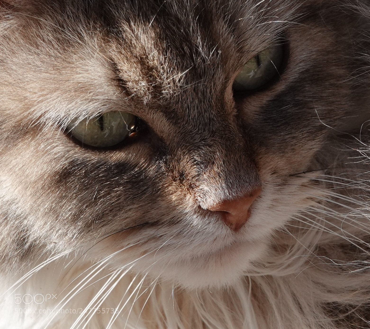 Sony Cyber-shot DSC-RX10 IV sample photo. Chatchat photography