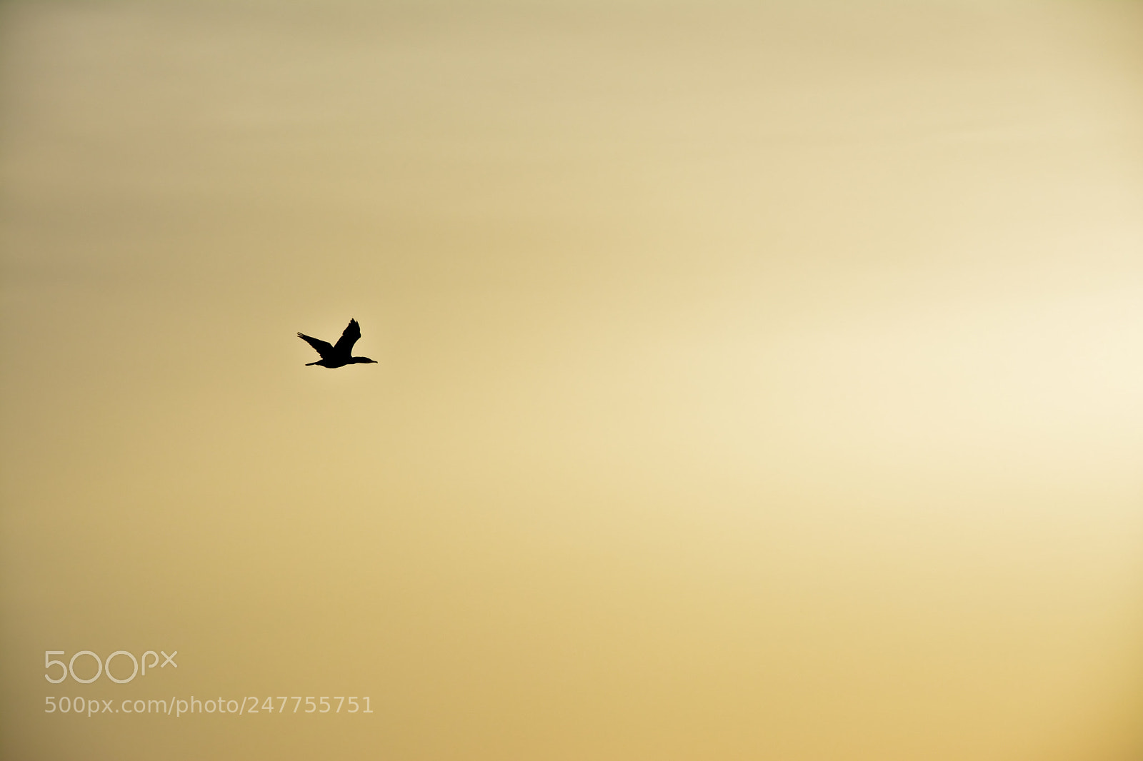 Nikon D5200 sample photo. Lonly bird... photography
