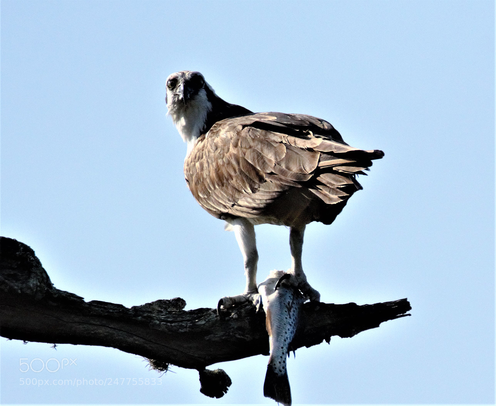 Canon EOS 60D sample photo. Today's catch photography