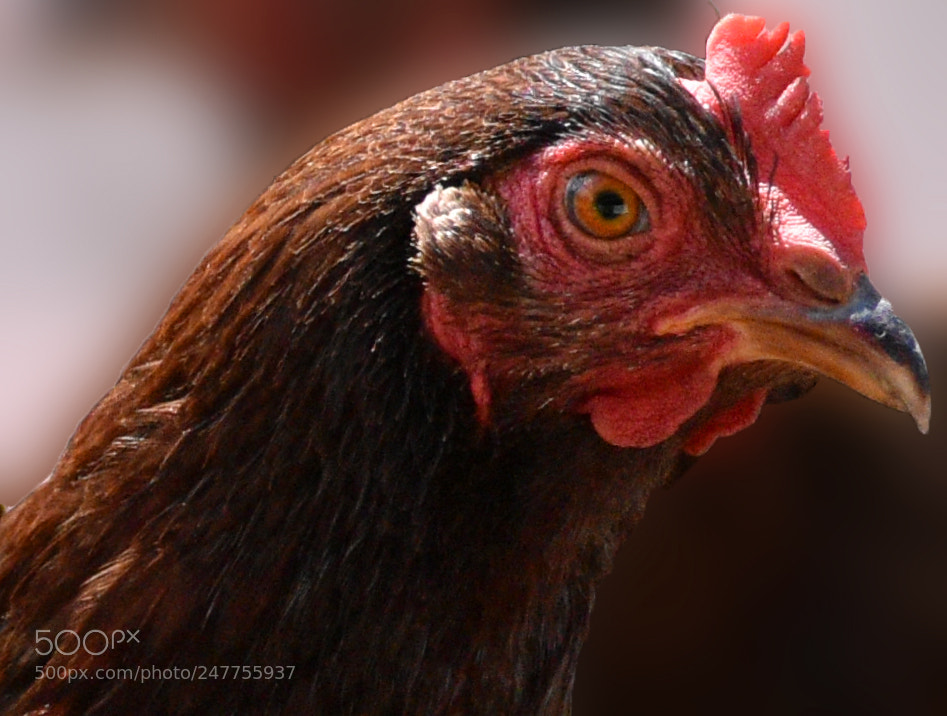 Nikon D5500 sample photo. Bigred photography