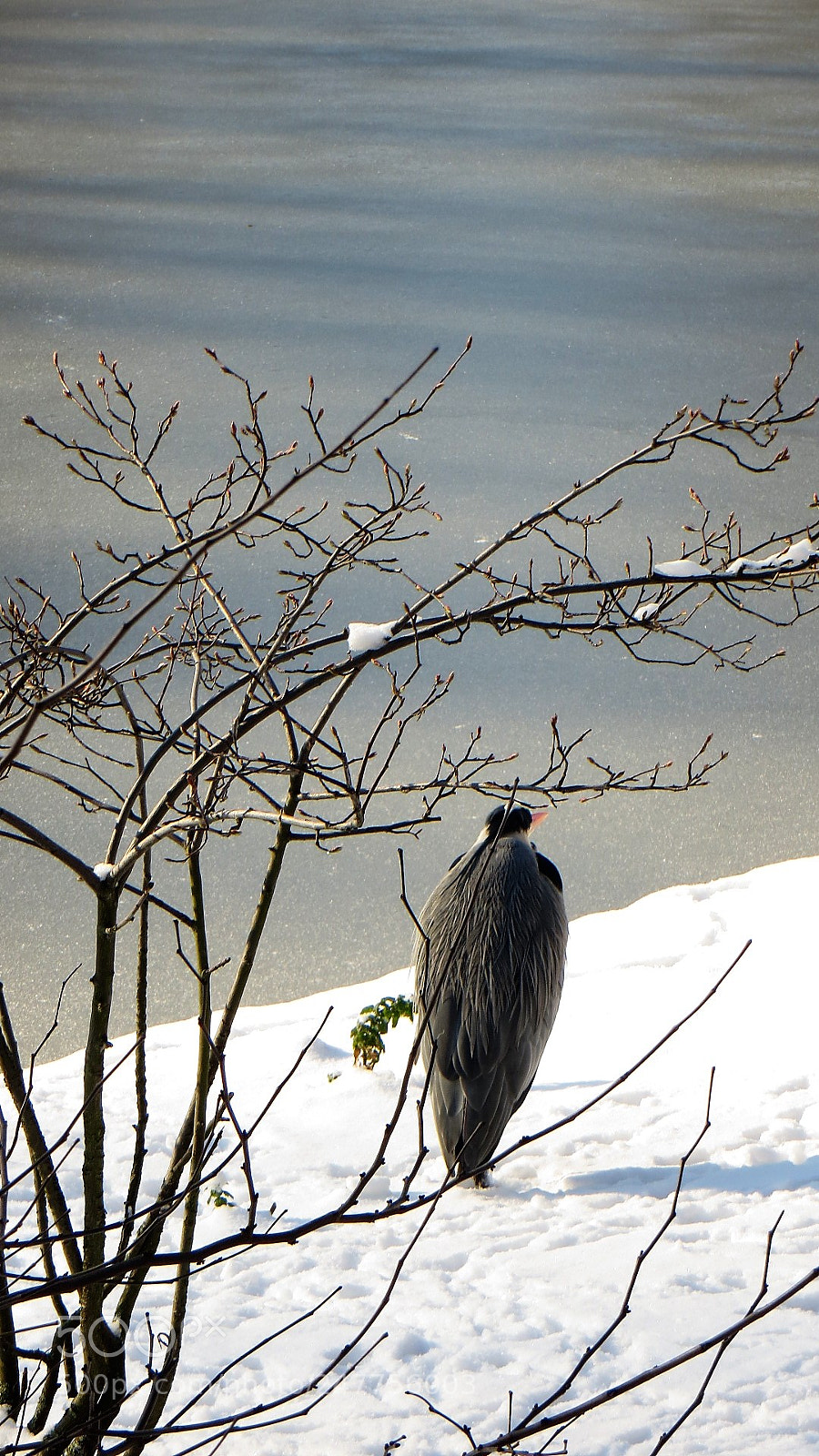 Canon PowerShot SX240 HS sample photo. Who cares photography