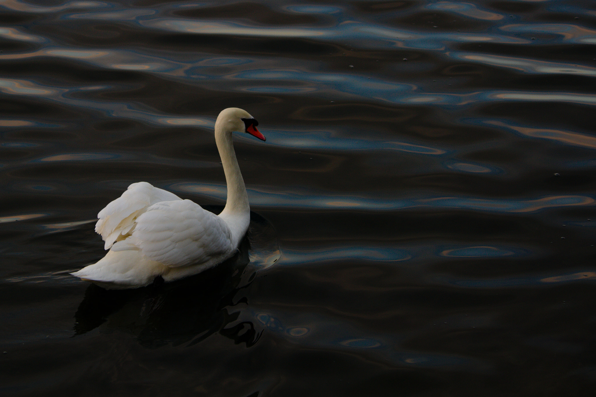 Canon EOS 7D + Canon EF-S 55-250mm F4-5.6 IS II sample photo. Swan photography