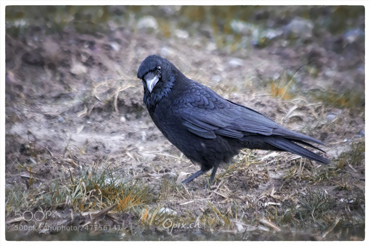 Canon EOS 80D sample photo. Crow photography