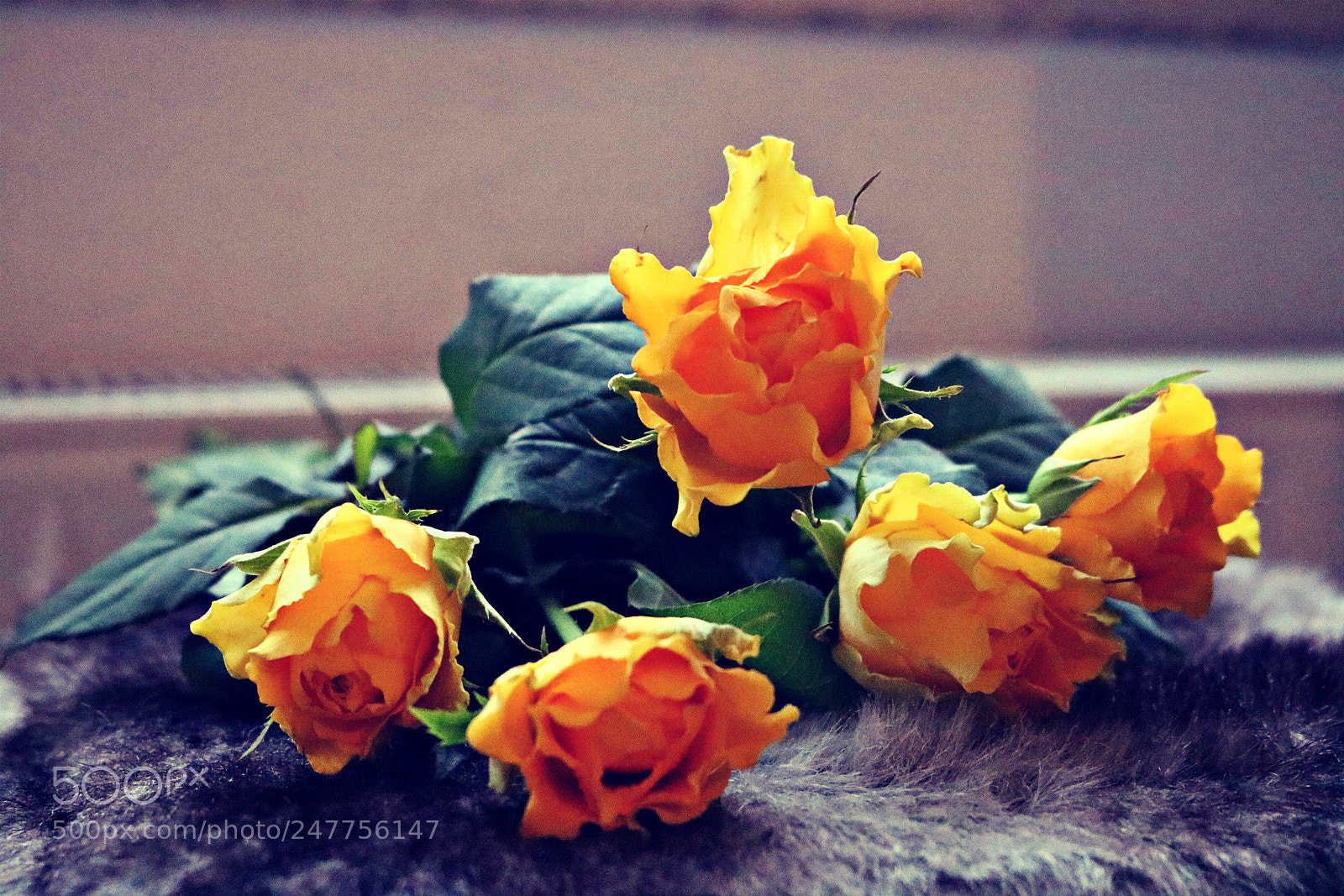 Canon EOS 750D (EOS Rebel T6i / EOS Kiss X8i) sample photo. Img photography