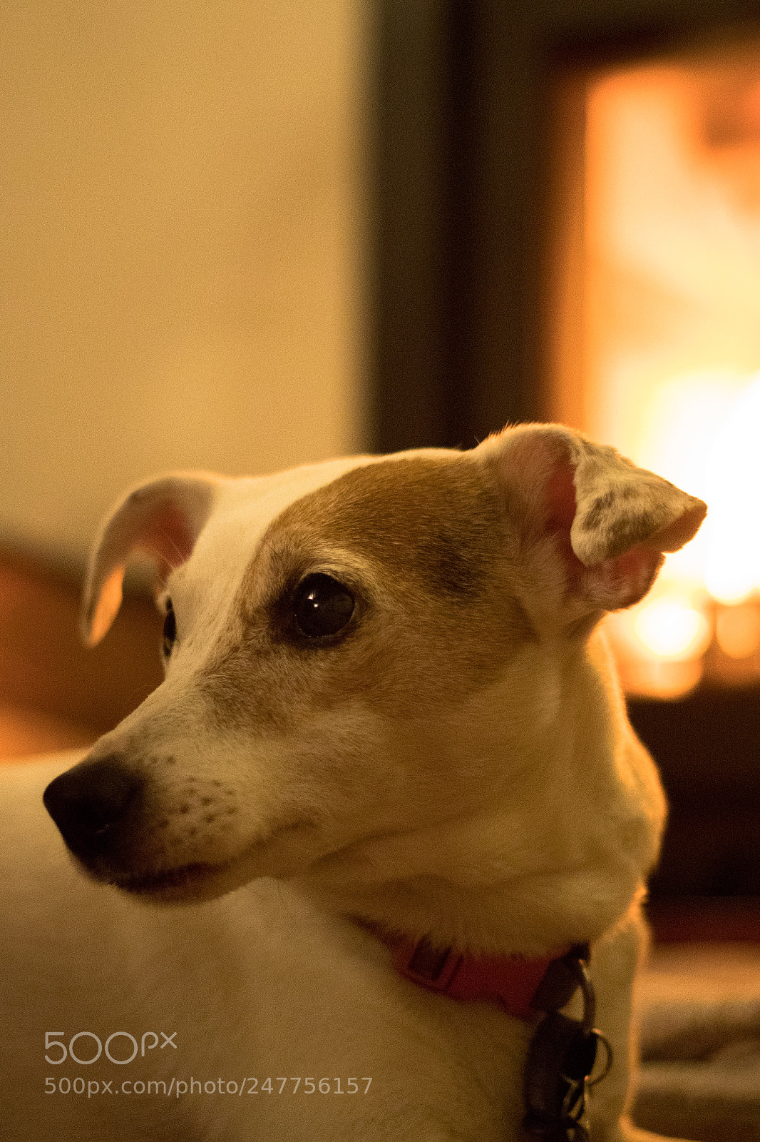 Canon EOS 77D (EOS 9000D / EOS 770D) sample photo. Amber warming up by photography