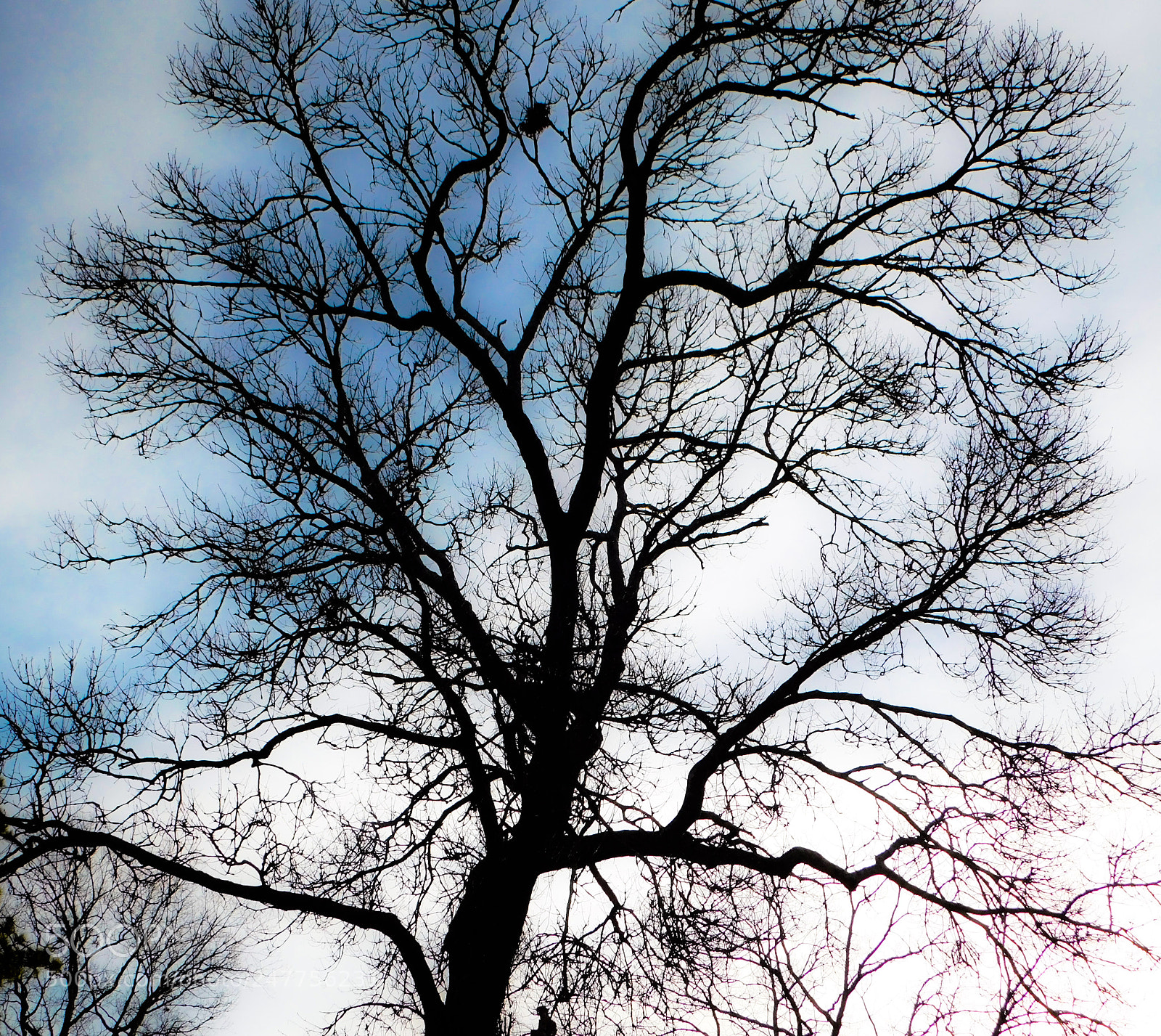 Nikon Coolpix B500 sample photo. Untitled photography