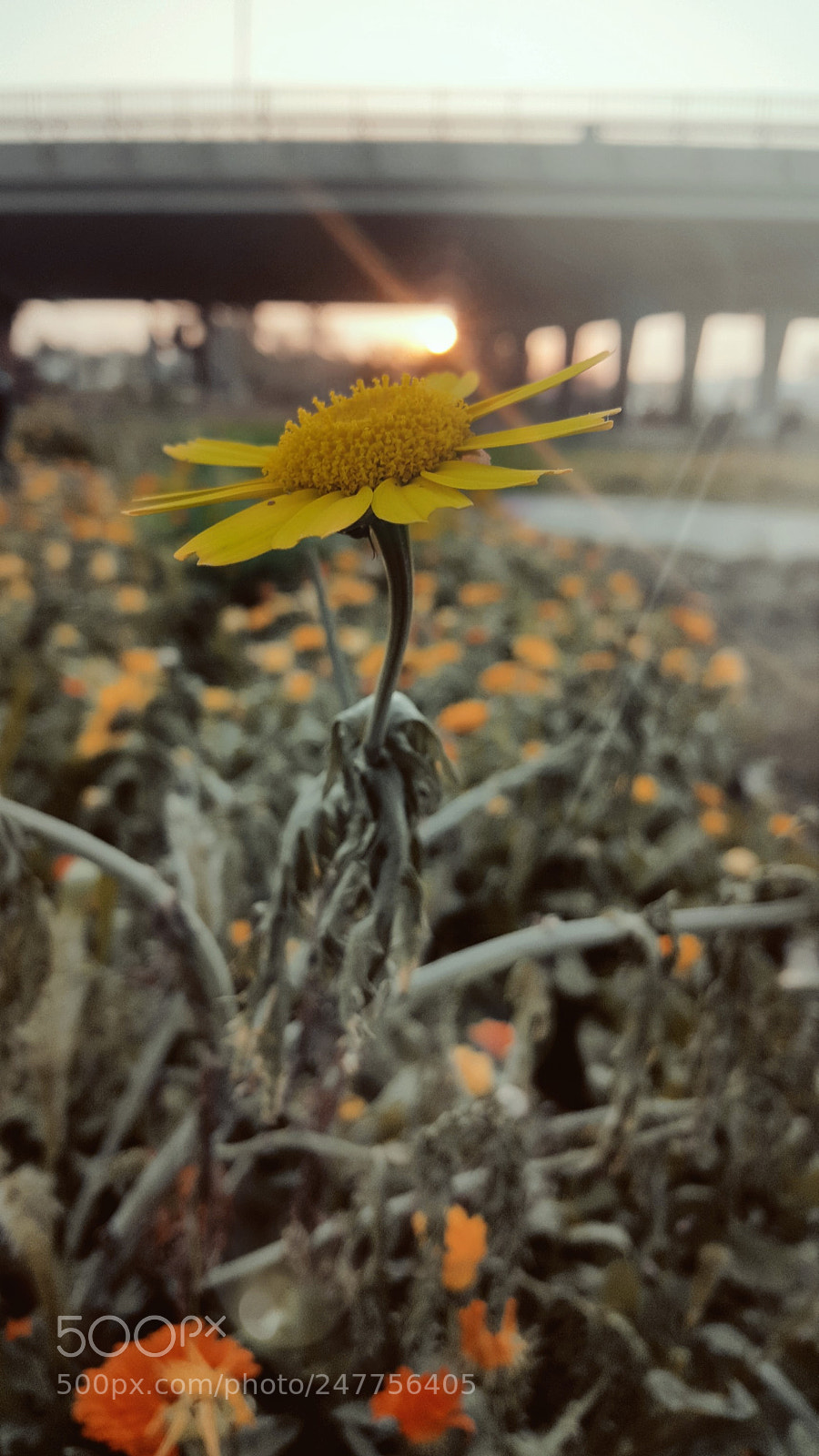 Samsung GALAXY S6 edge sample photo. Spring season photography