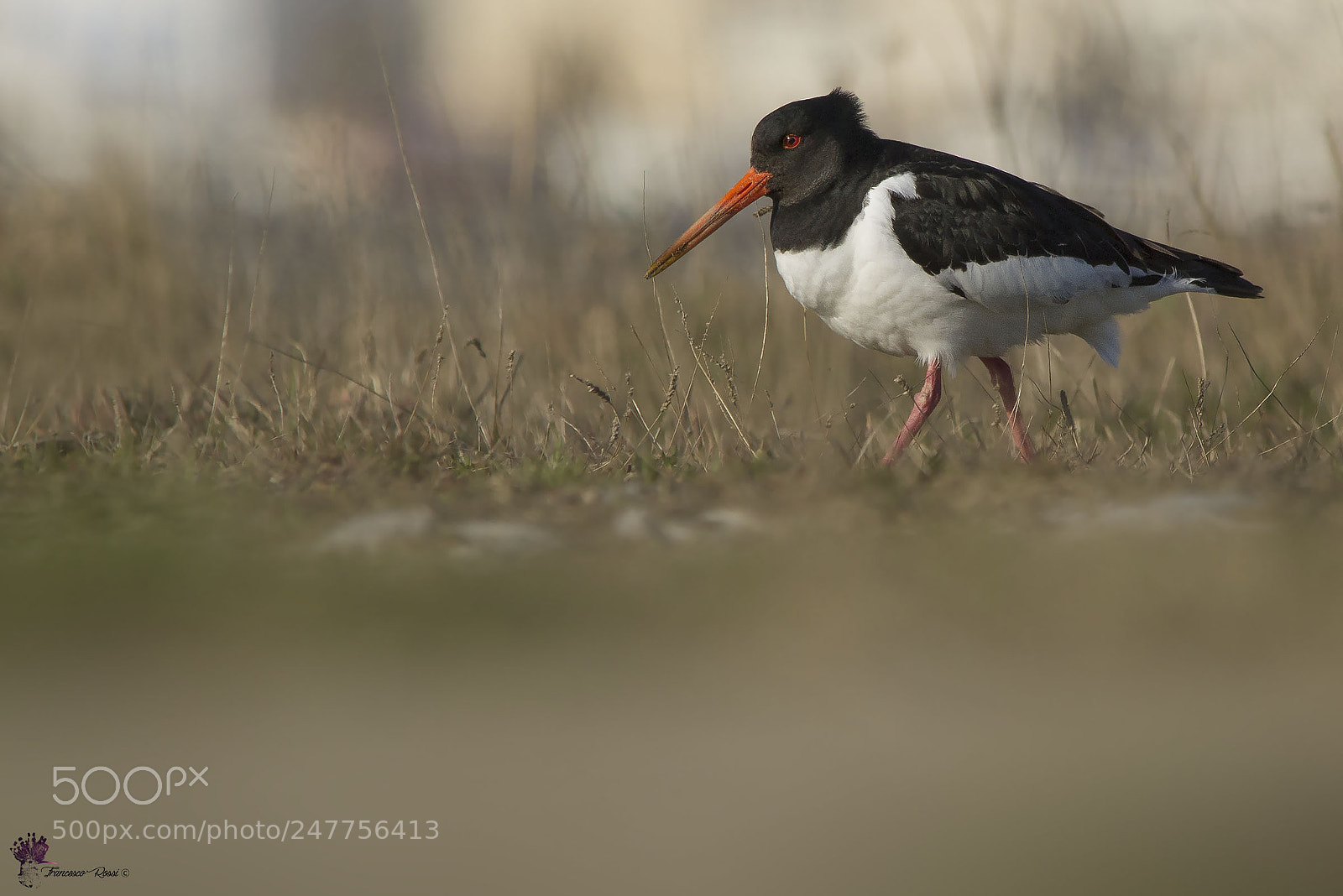 Canon EOS 7D sample photo. Oystercatcher, beccaccia di mare photography