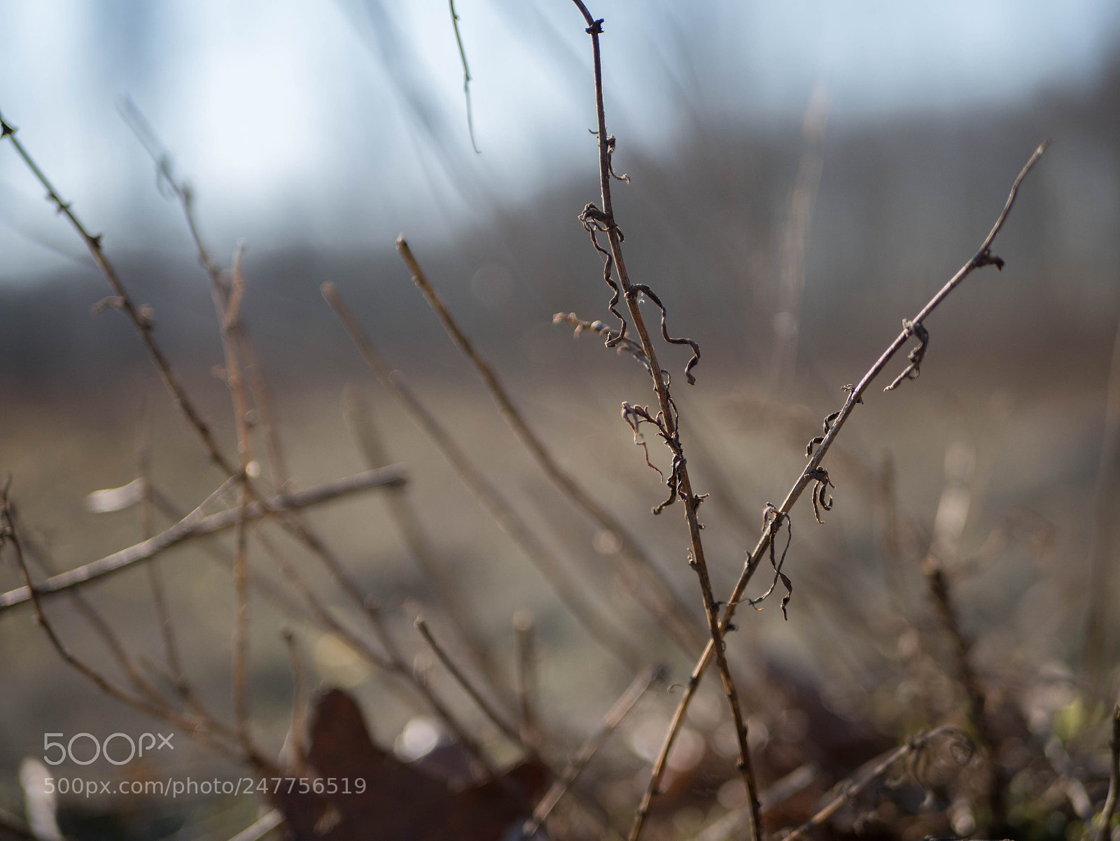 Panasonic Lumix DMC-G7 sample photo. Branches photography