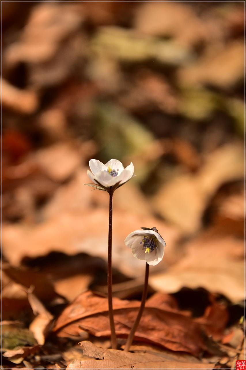 Nikon D810 sample photo. Flower photography
