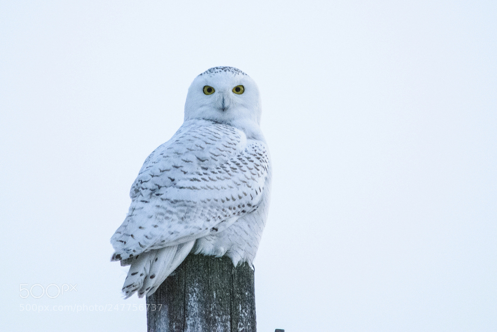 Nikon D5200 sample photo. Snowy owl photography