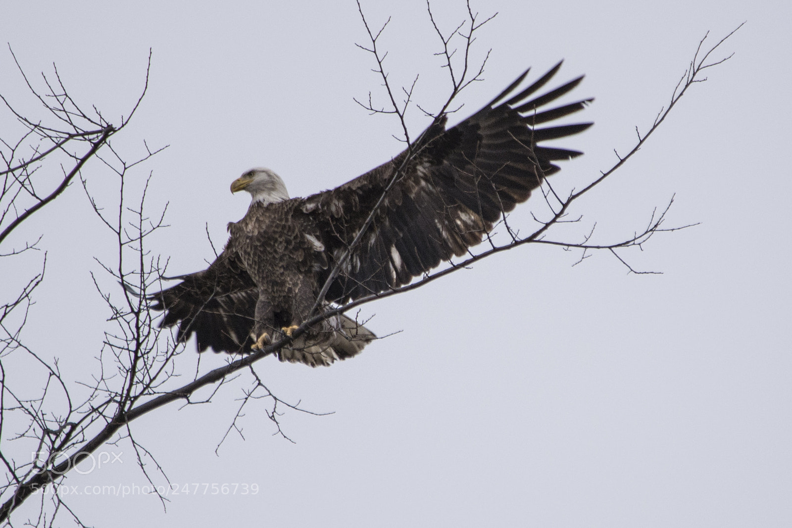 Nikon D5200 sample photo. Stretching my wings photography