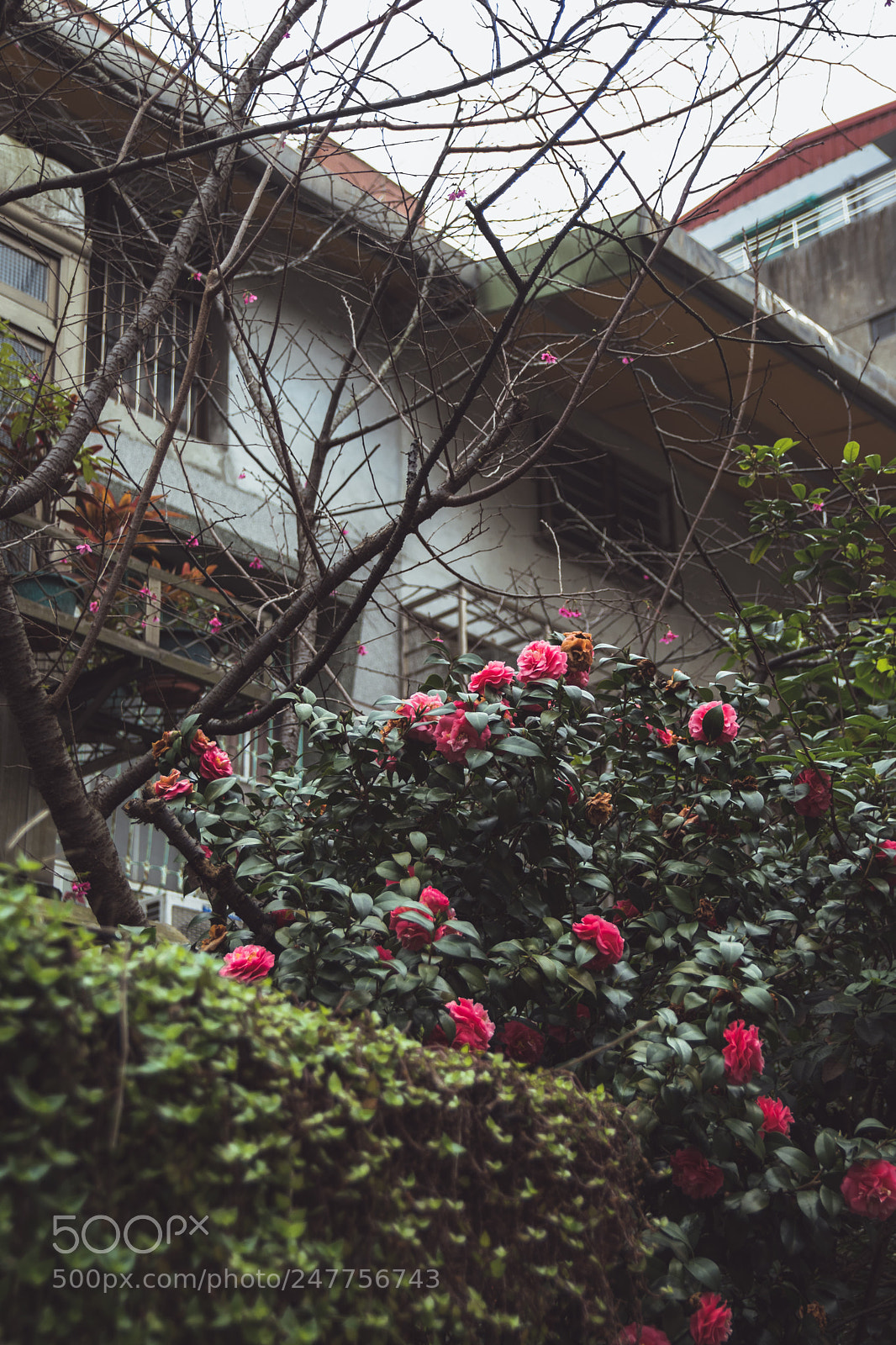 Canon EOS 80D sample photo. *** photography
