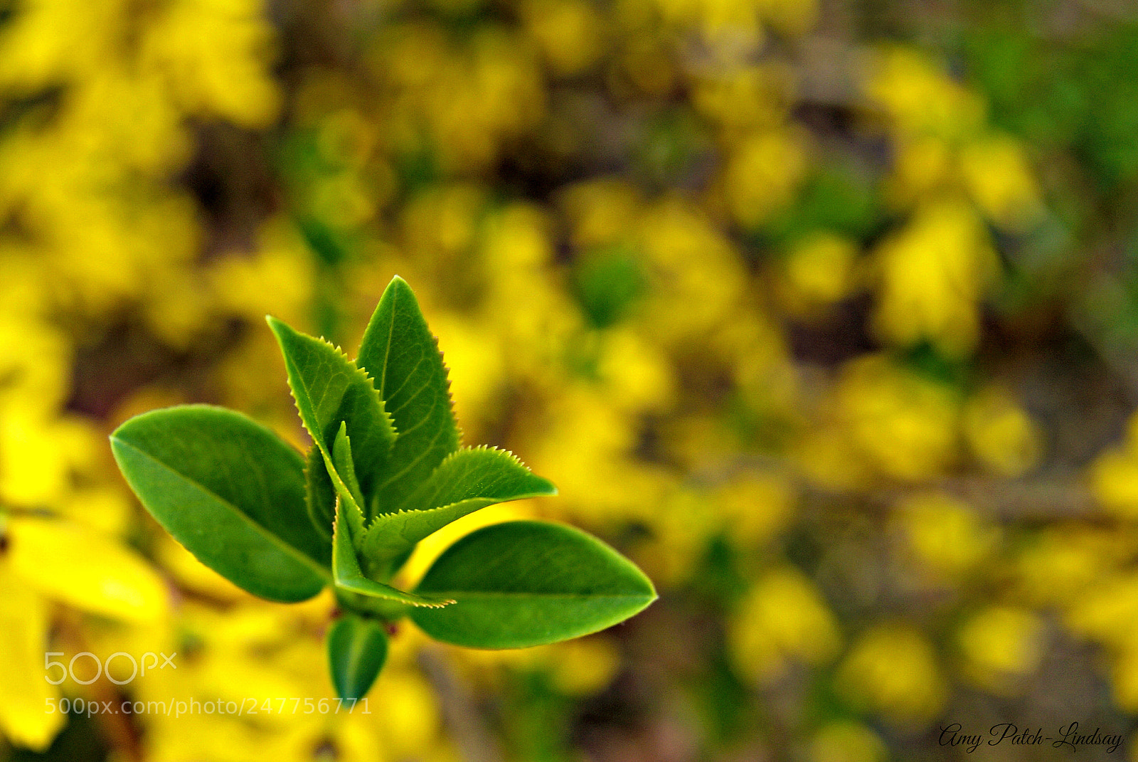 Sony Alpha DSLR-A230 sample photo. Burst forth! photography