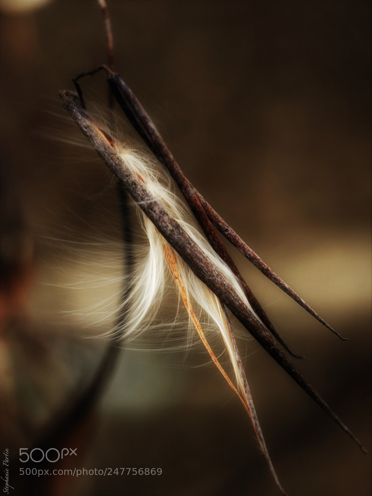 Panasonic Lumix DMC-GX7 sample photo. Seeds of life photography