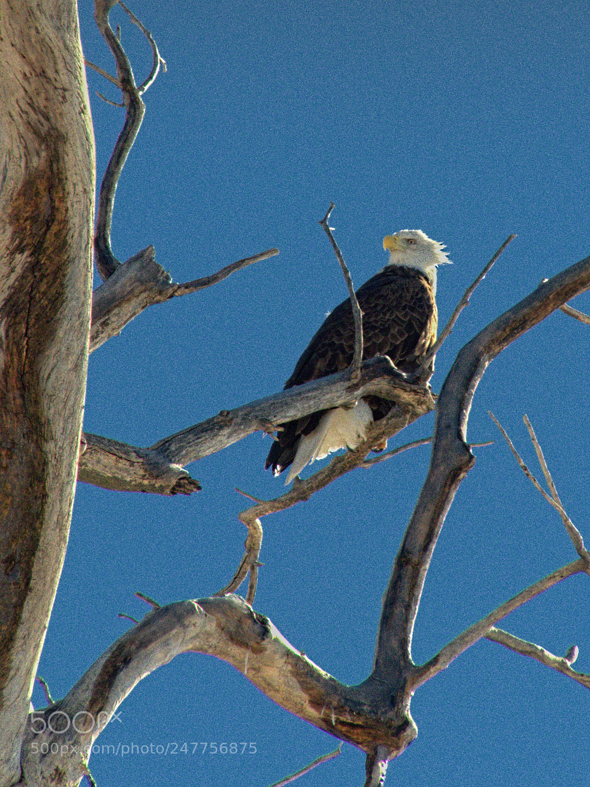 Panasonic Lumix DMC-FZ300 sample photo. Eagle two photography