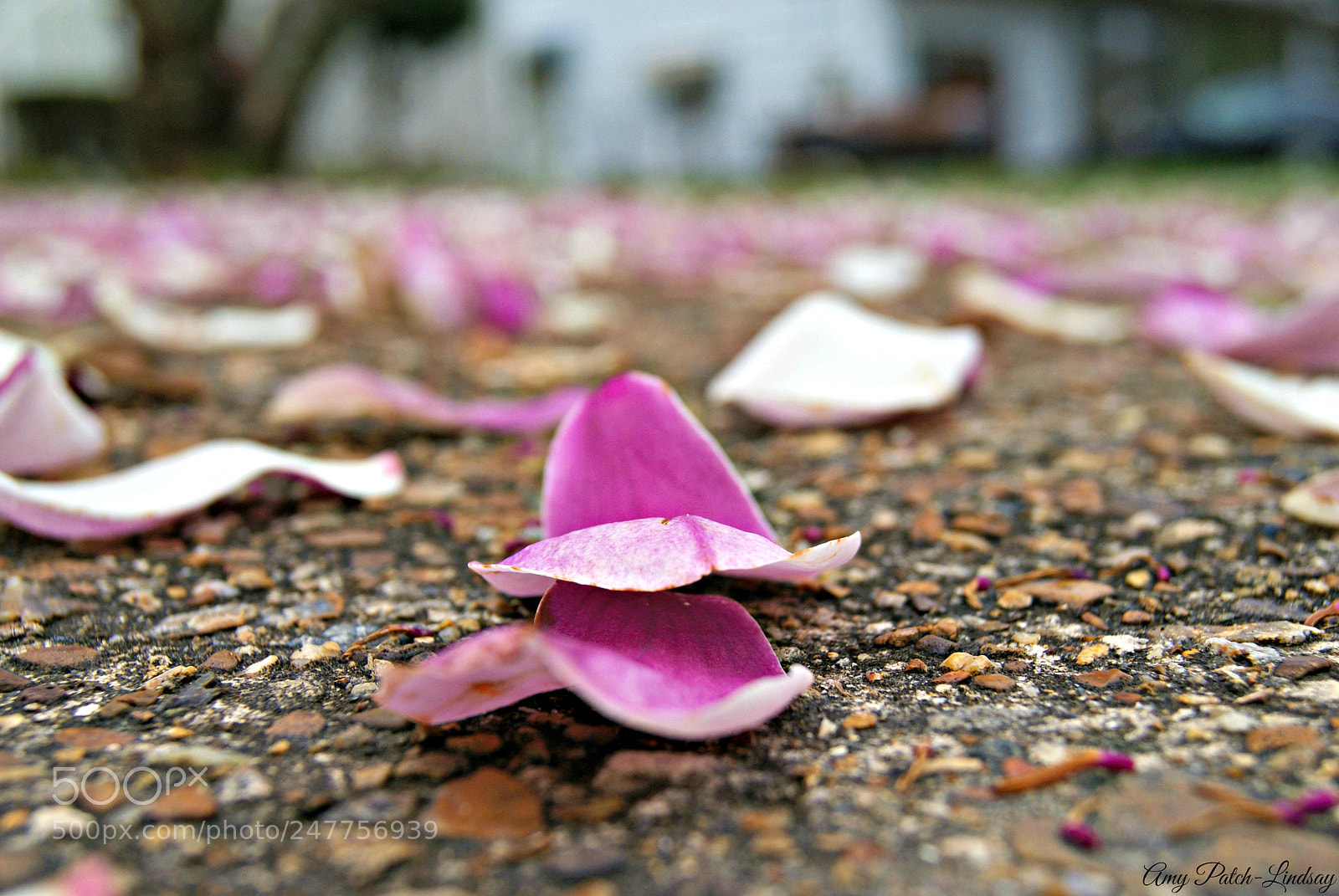 Sony Alpha DSLR-A230 sample photo. Spring carpeting. photography