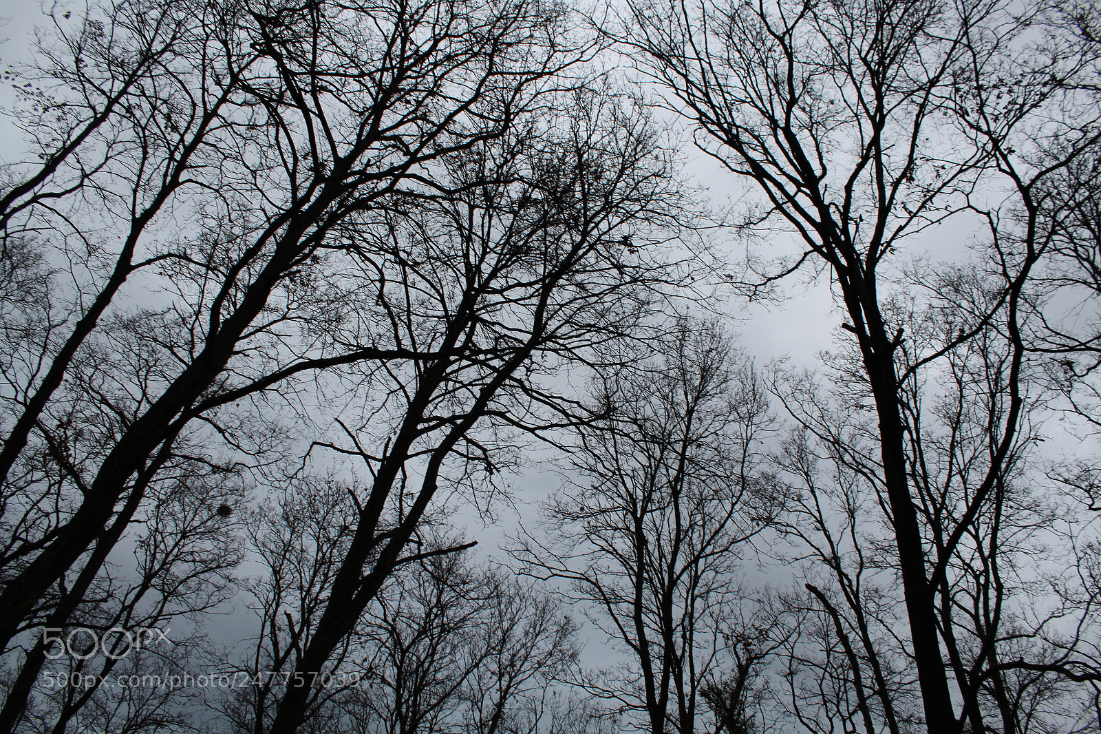 Canon EF-S 18-55mm F3.5-5.6 III sample photo. Alberi photography