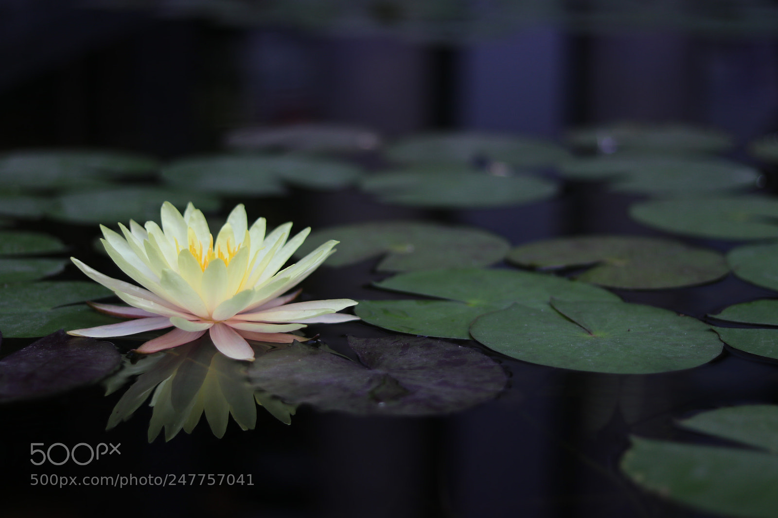 Canon EOS 80D + Canon EF 50mm F1.8 STM sample photo. Nénuphar photography