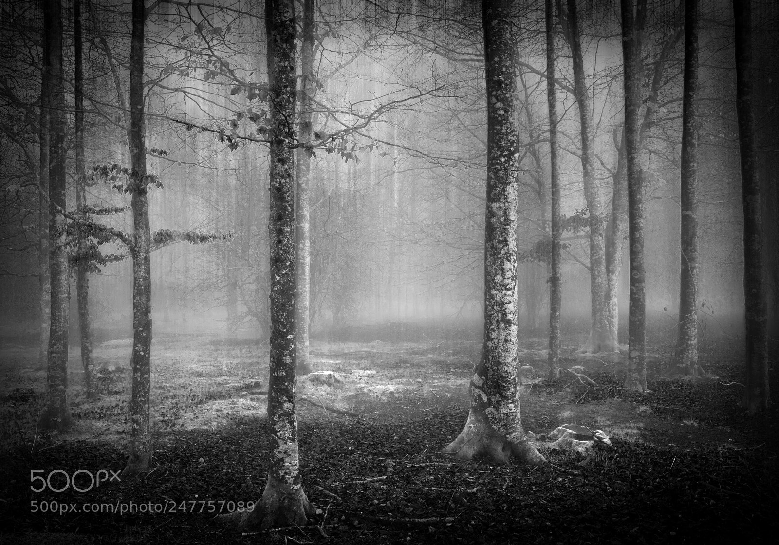 Nikon D7100 sample photo. Forest photography
