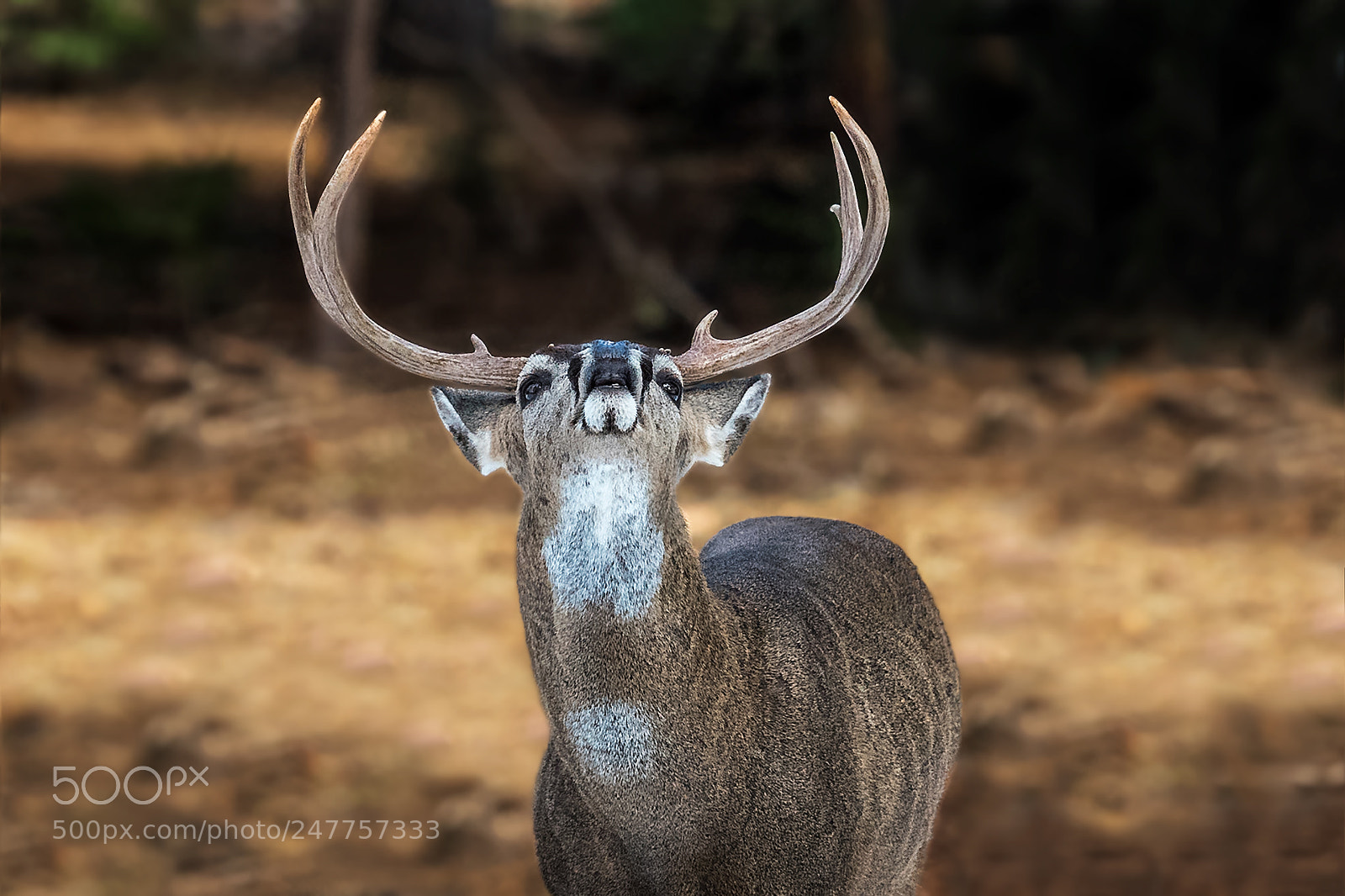 Nikon D5 sample photo. Royal male deer photography