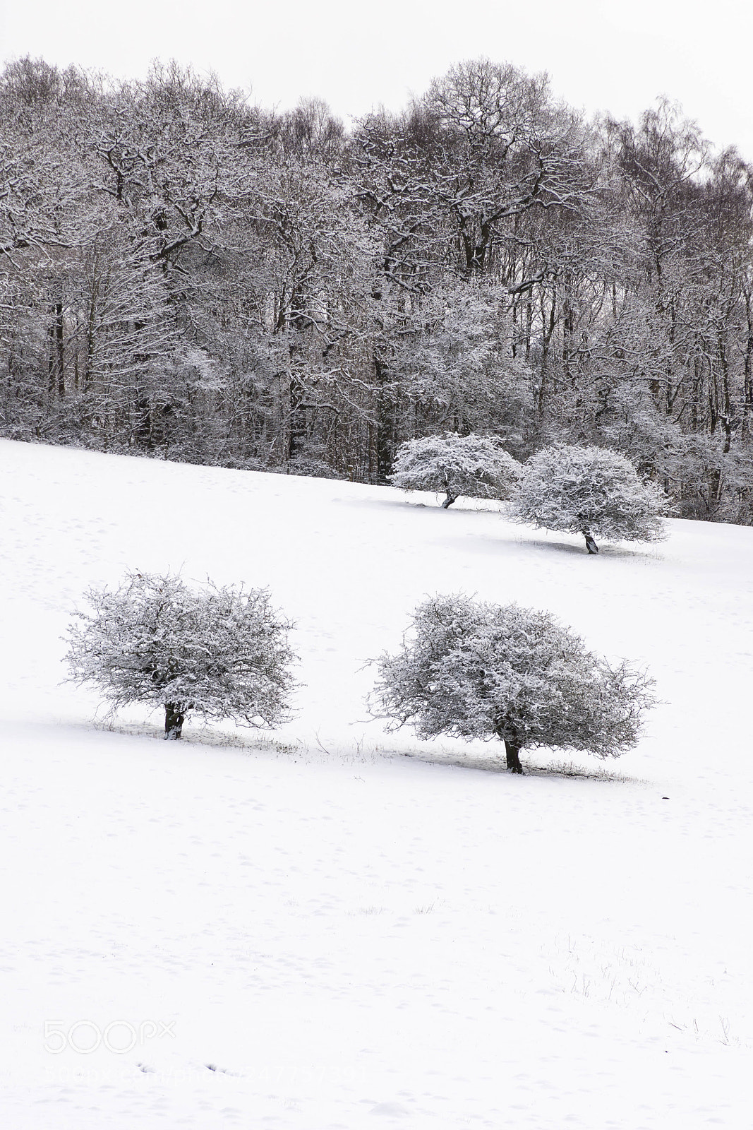 Nikon D7200 sample photo. Quartet of trees photography