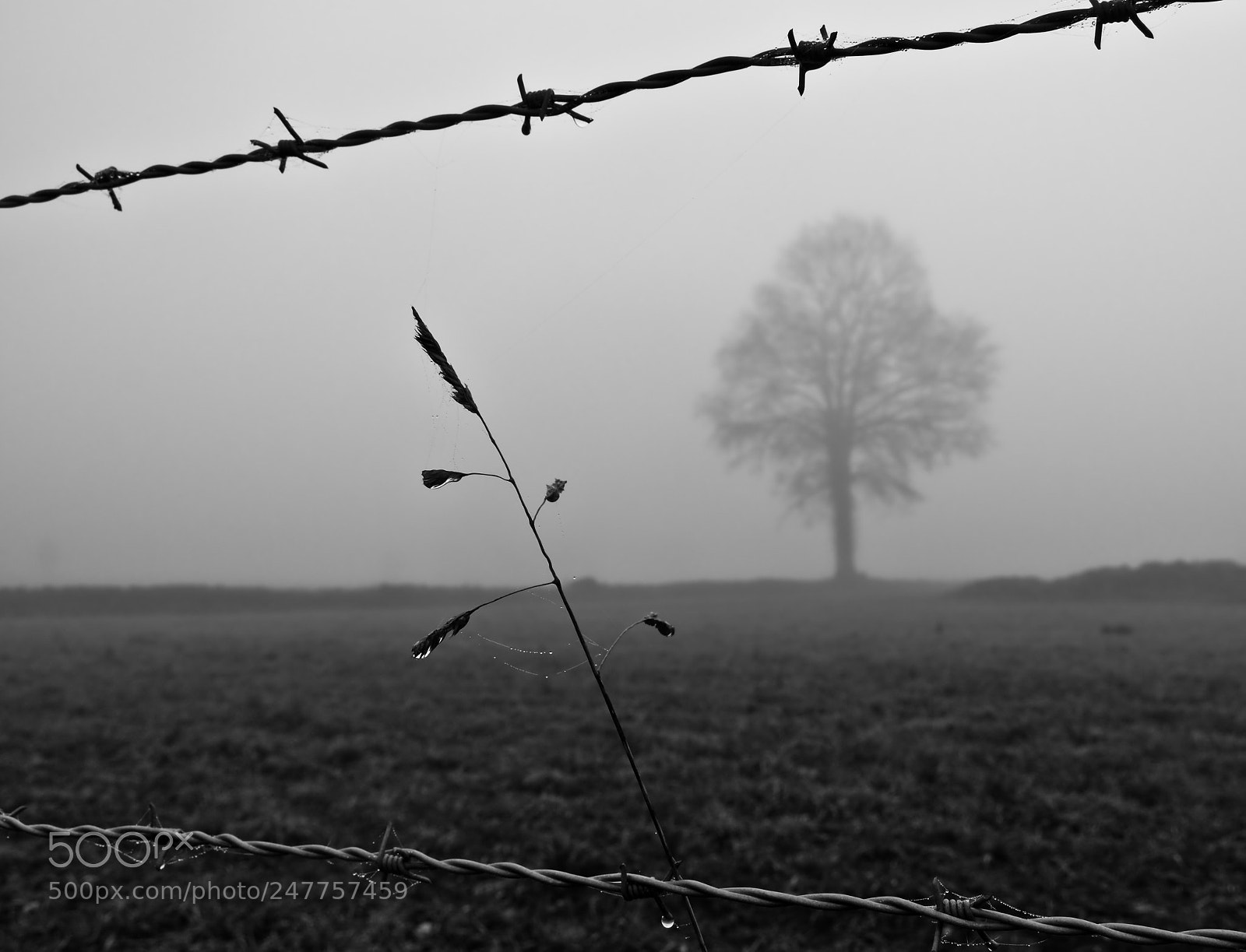 Nikon D5200 sample photo. In the fog ? photography