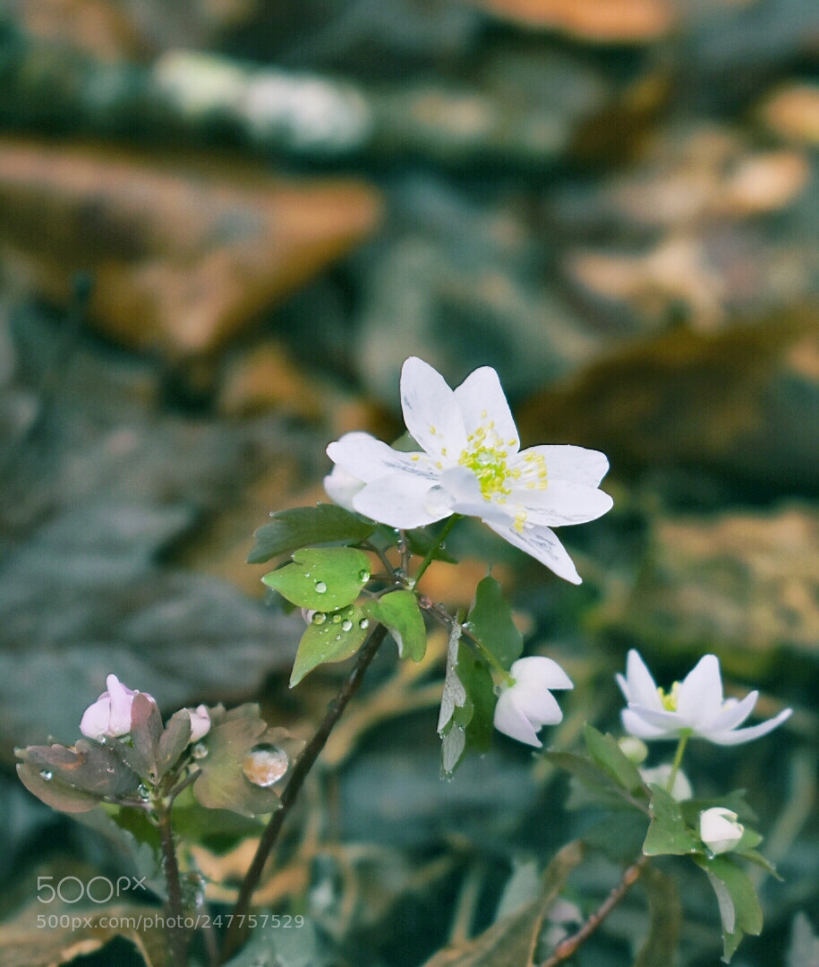 Nikon D3400 sample photo. Signs of spring photography