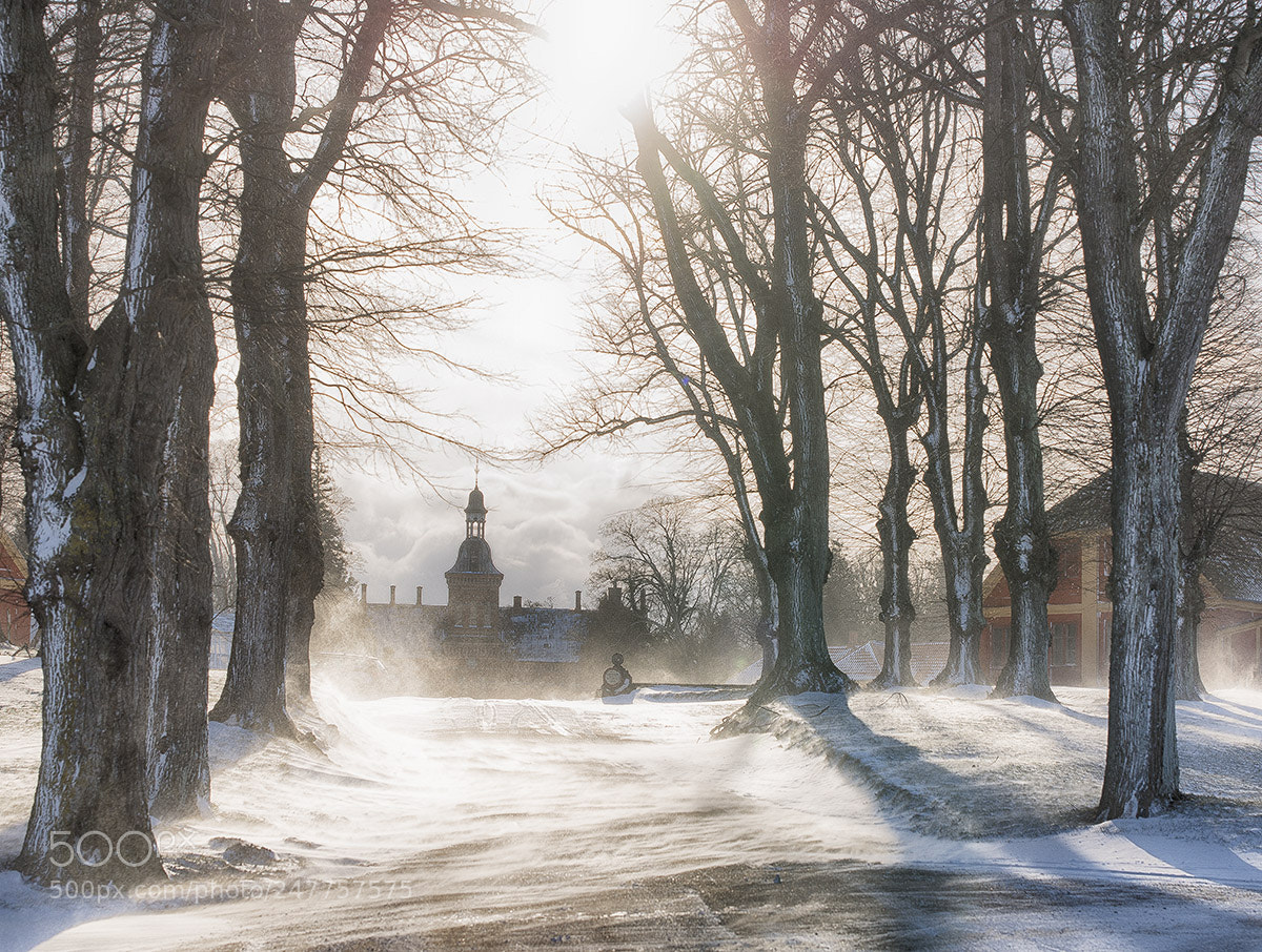 Nikon D800 sample photo. A winterday photography