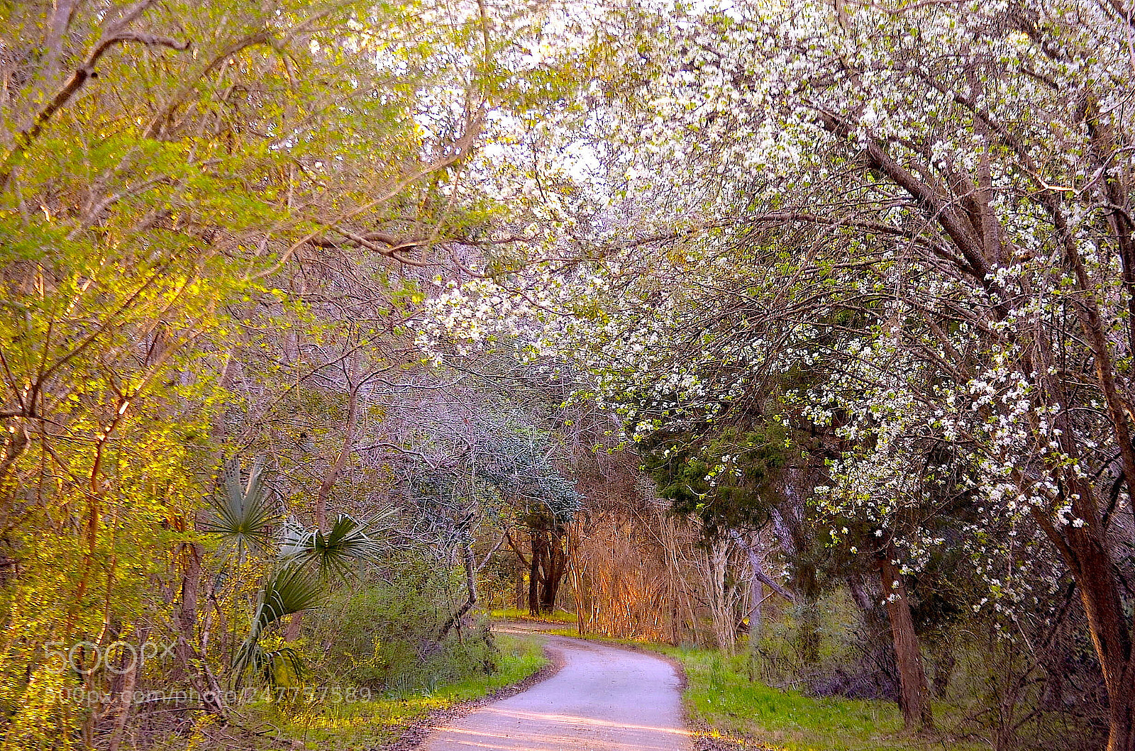 Nikon D5100 sample photo. Path in spring, charleston photography