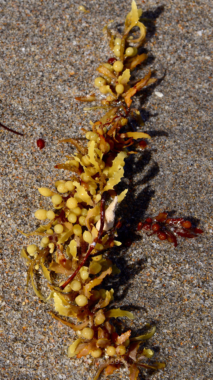 Nikon D800 sample photo. Seaweed and sand photography