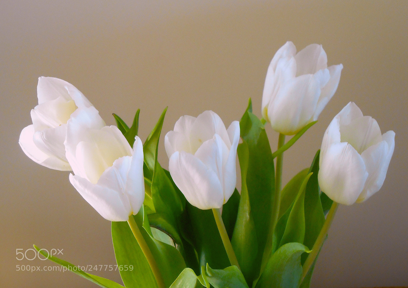 Nikon COOLPIX S3400 sample photo. White tulips photography