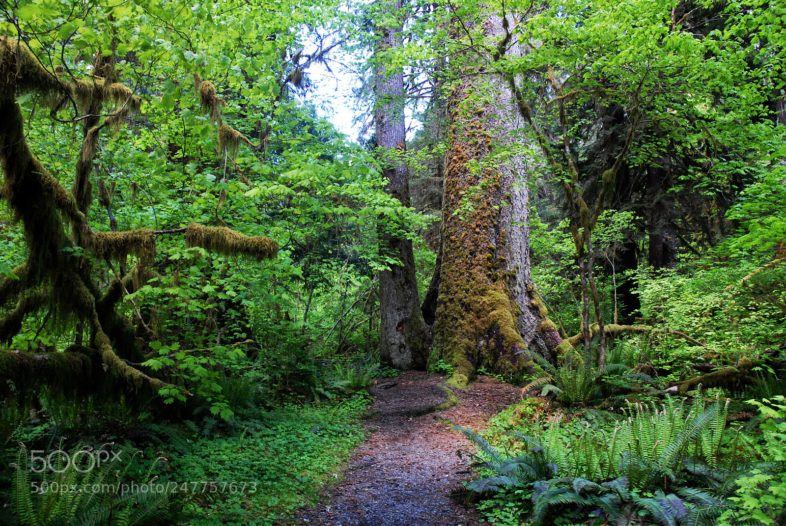 Nikon D200 sample photo. Hoh rain forest, olympic photography