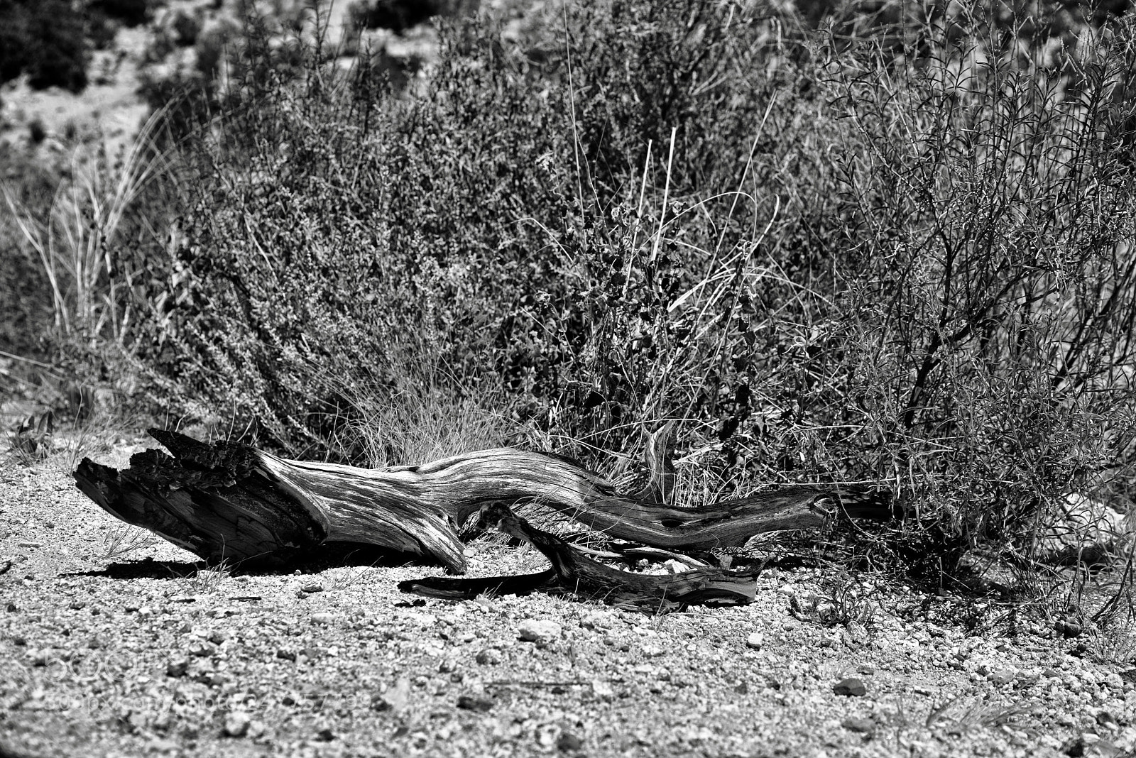 Nikon D800E sample photo. A dead tree limb photography
