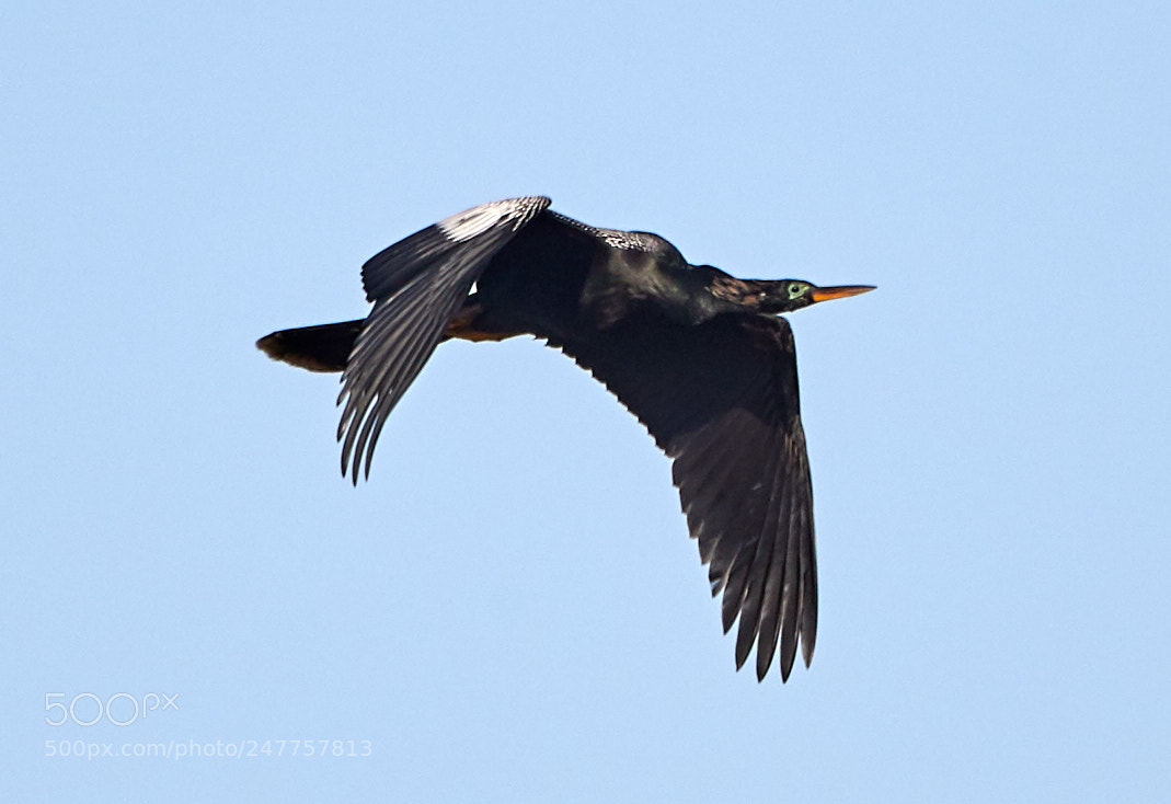Canon EOS-1D X Mark II sample photo. 02-28-18-0005640.jpg photography