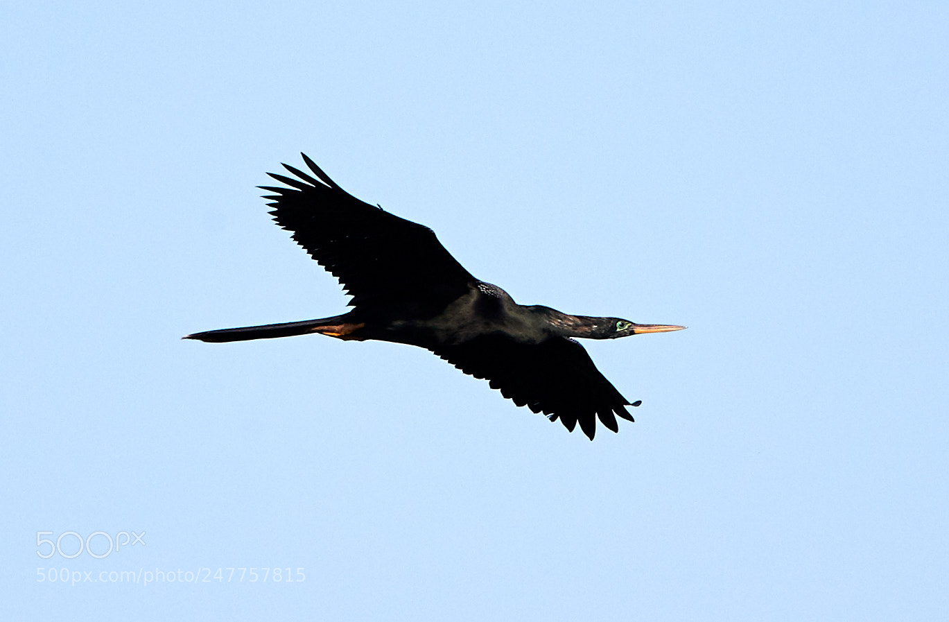 Canon EOS-1D X Mark II sample photo. 02-28-18-0005639.jpg photography