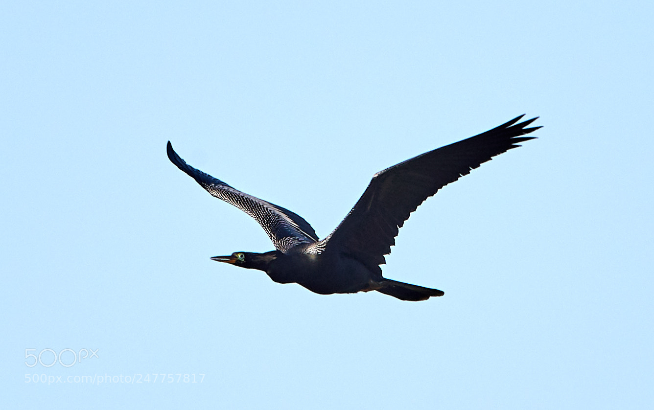 Canon EOS-1D X Mark II sample photo. 02-28-18-0005638.jpg photography