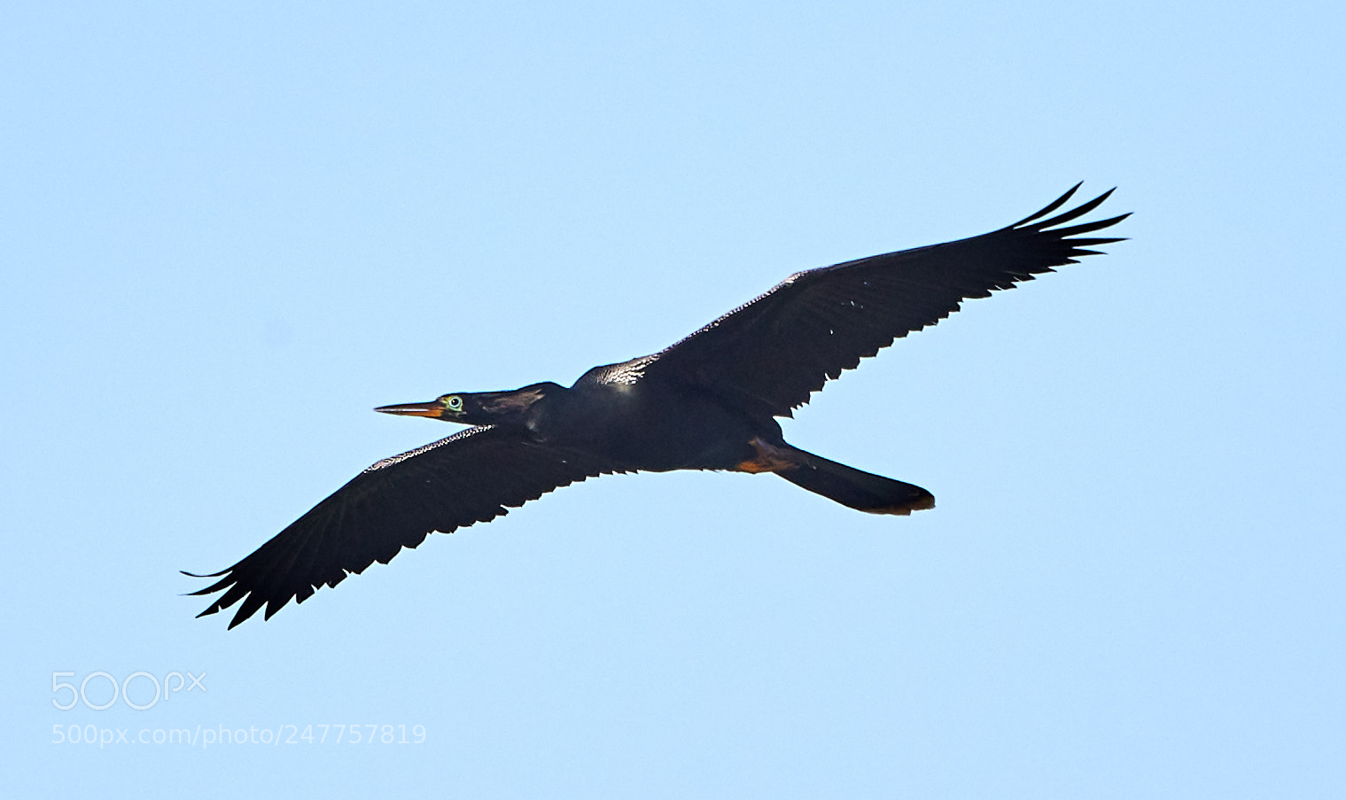 Canon EOS-1D X Mark II sample photo. 02-28-18-0005637.jpg photography